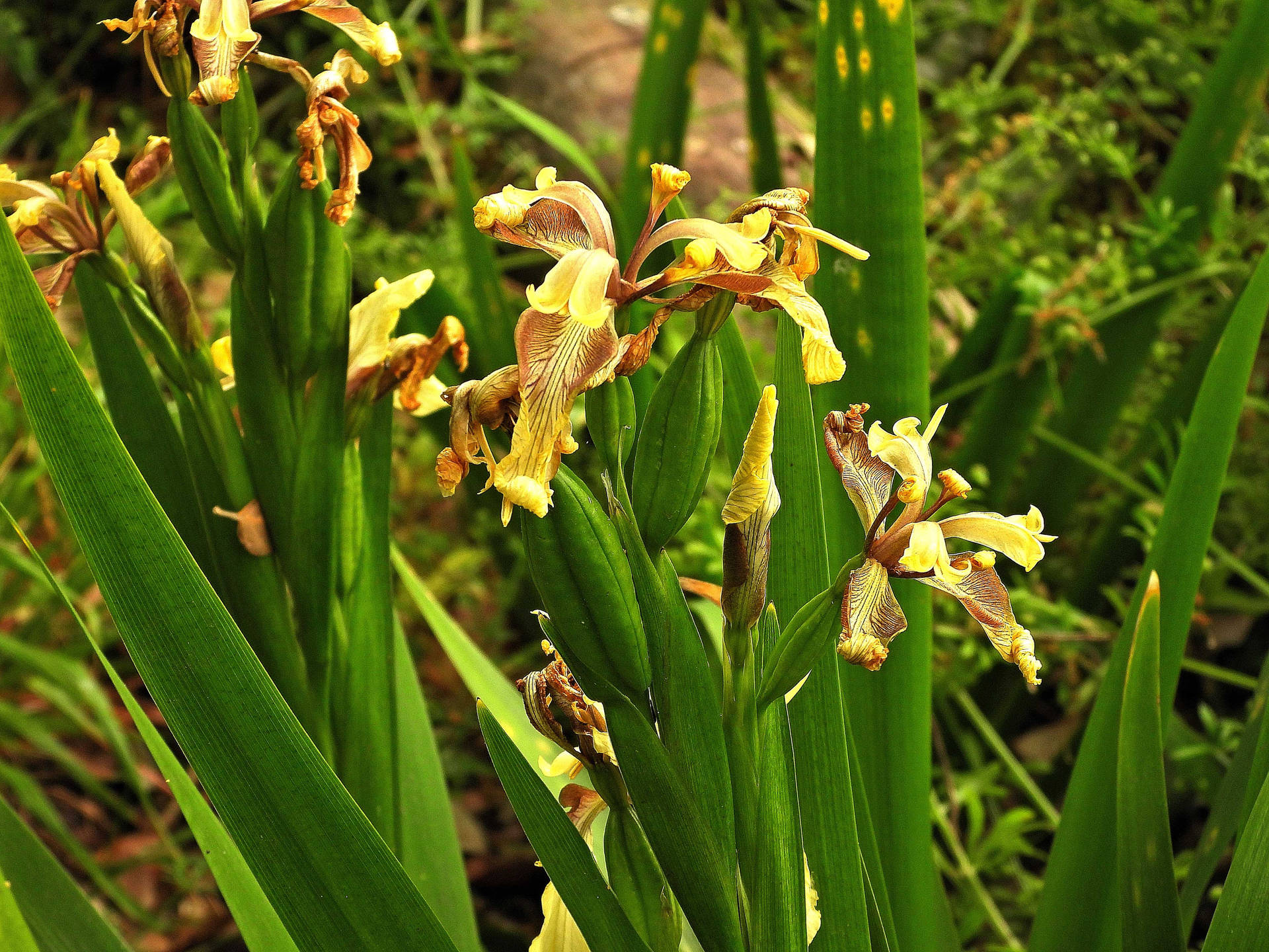 Stinking Iris Flowers Background