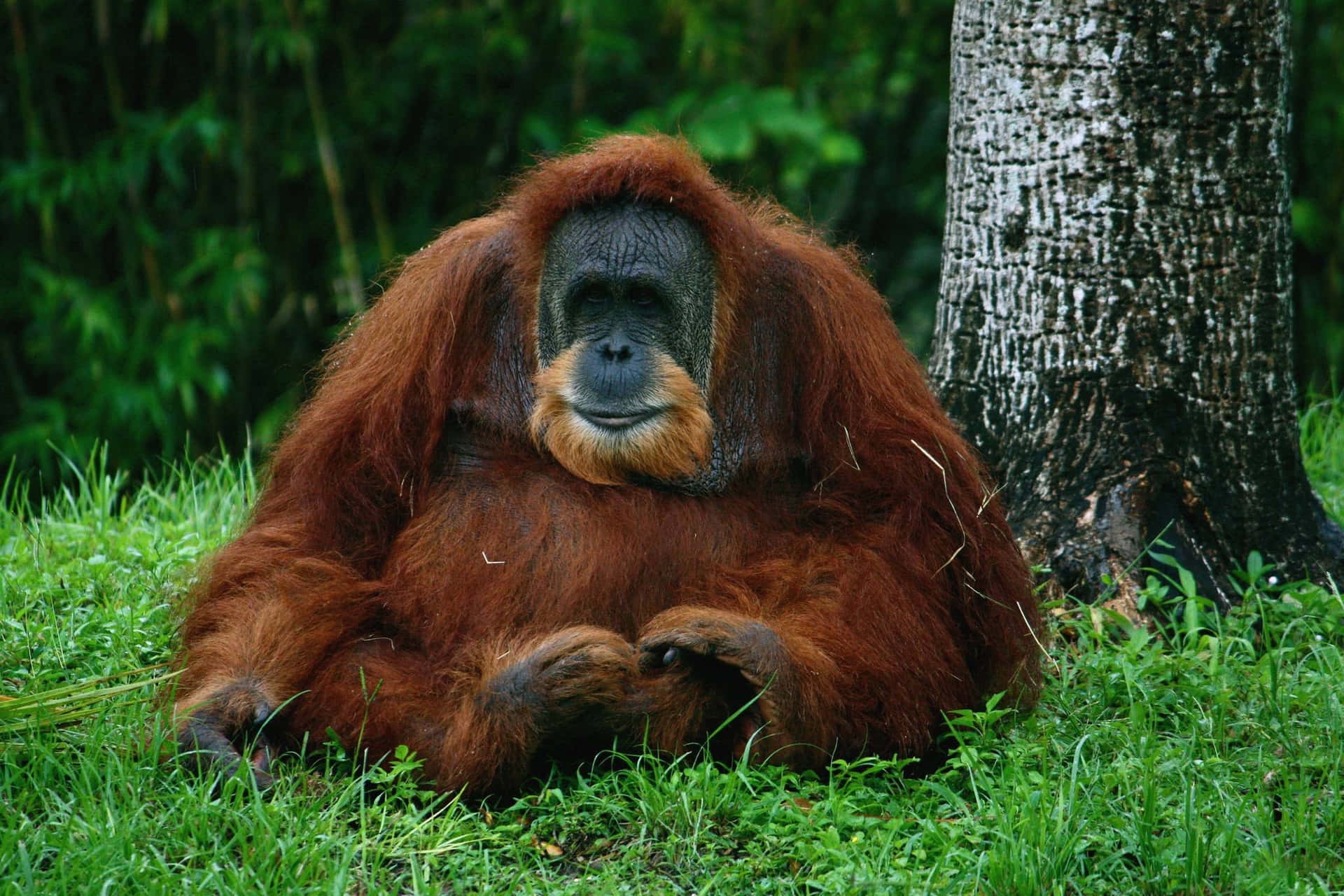 Stocky Body Apes Orangutan Background