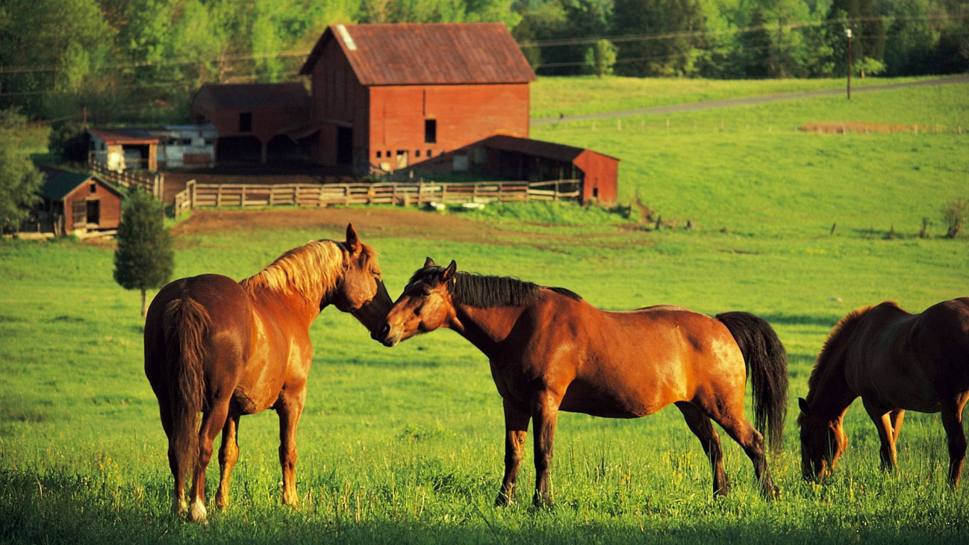 Stolen Snapshot Of A Farm Animal Background