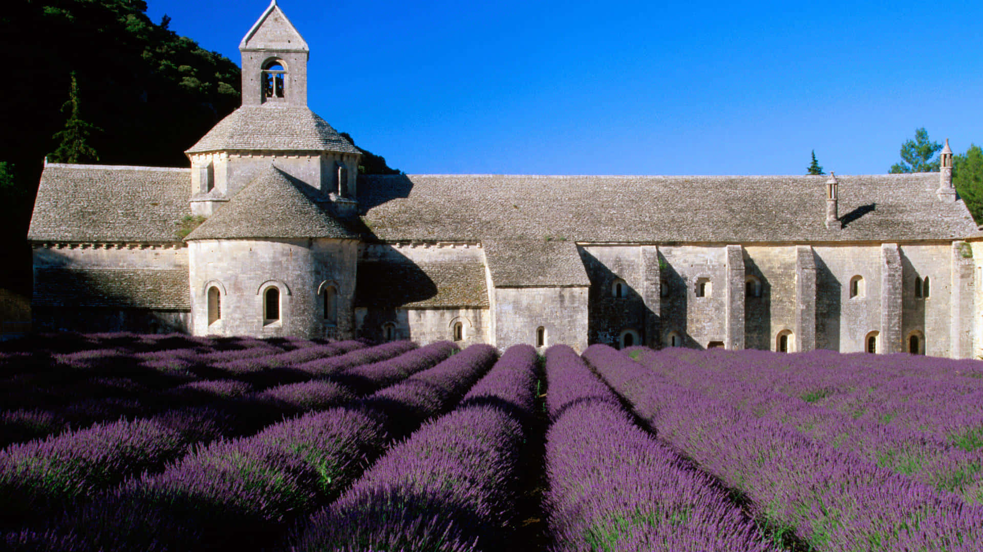 Stone Abbey On A Lavender Field Background