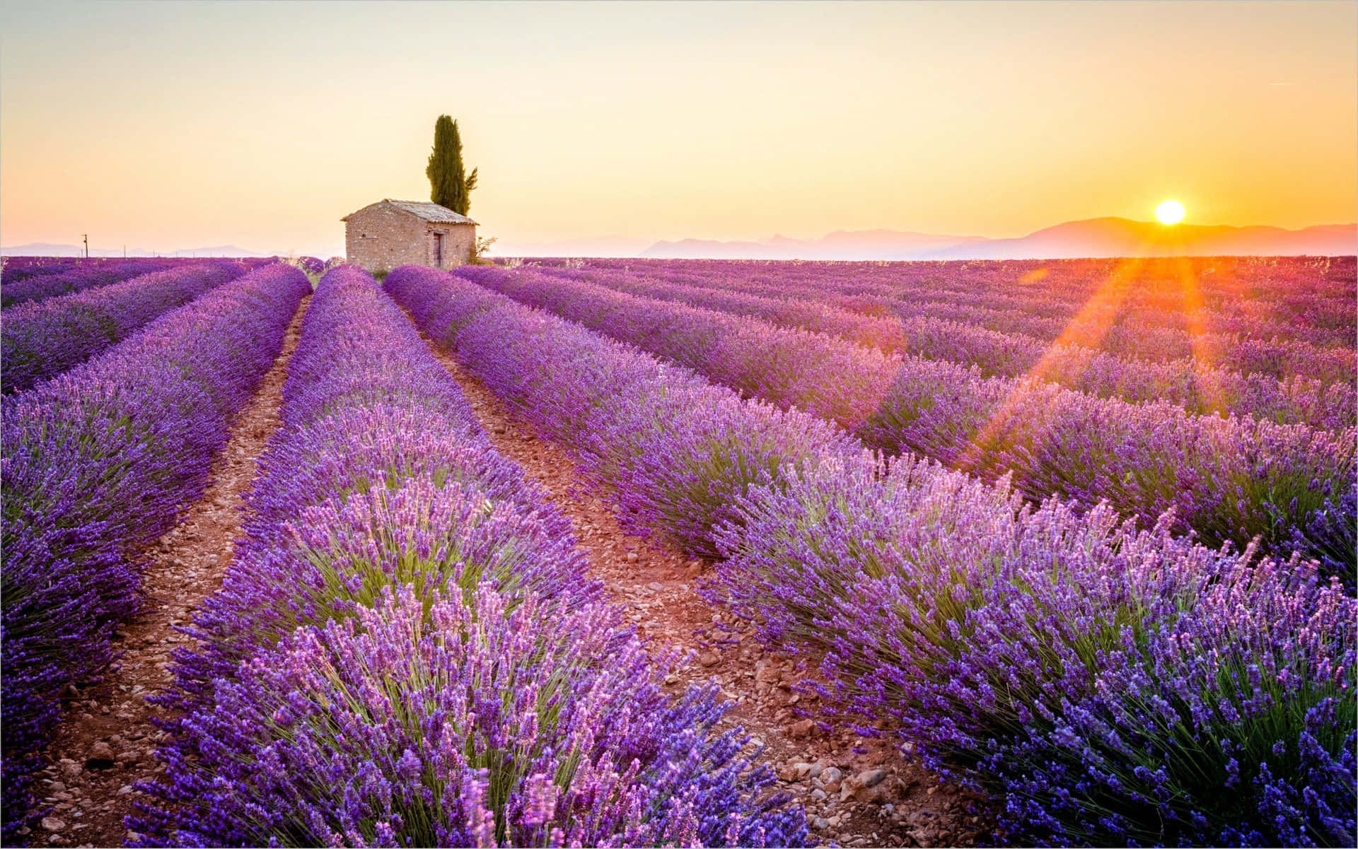 Stone Cabin On A Lavender Field At Sunrise Background