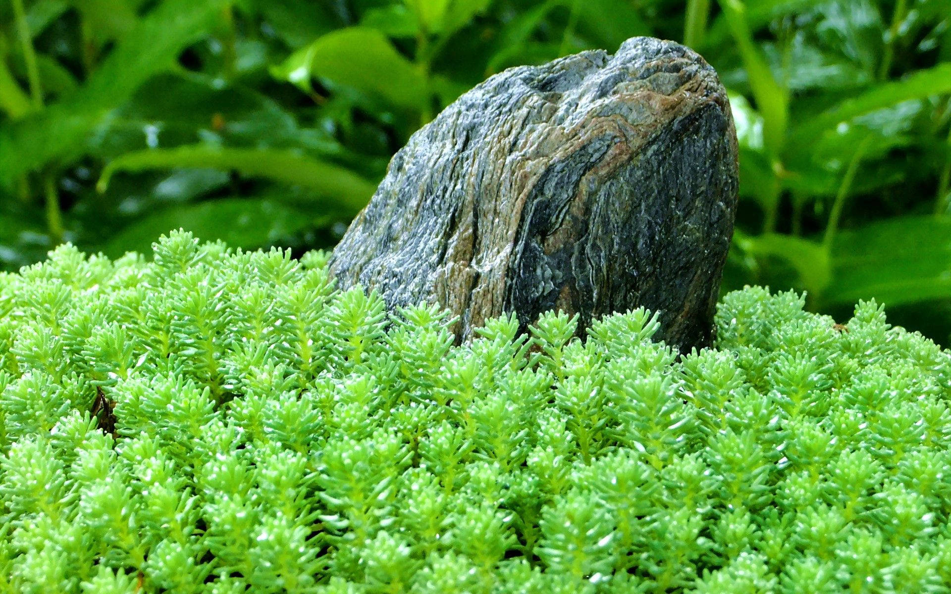 Stone On Garden Grass Background