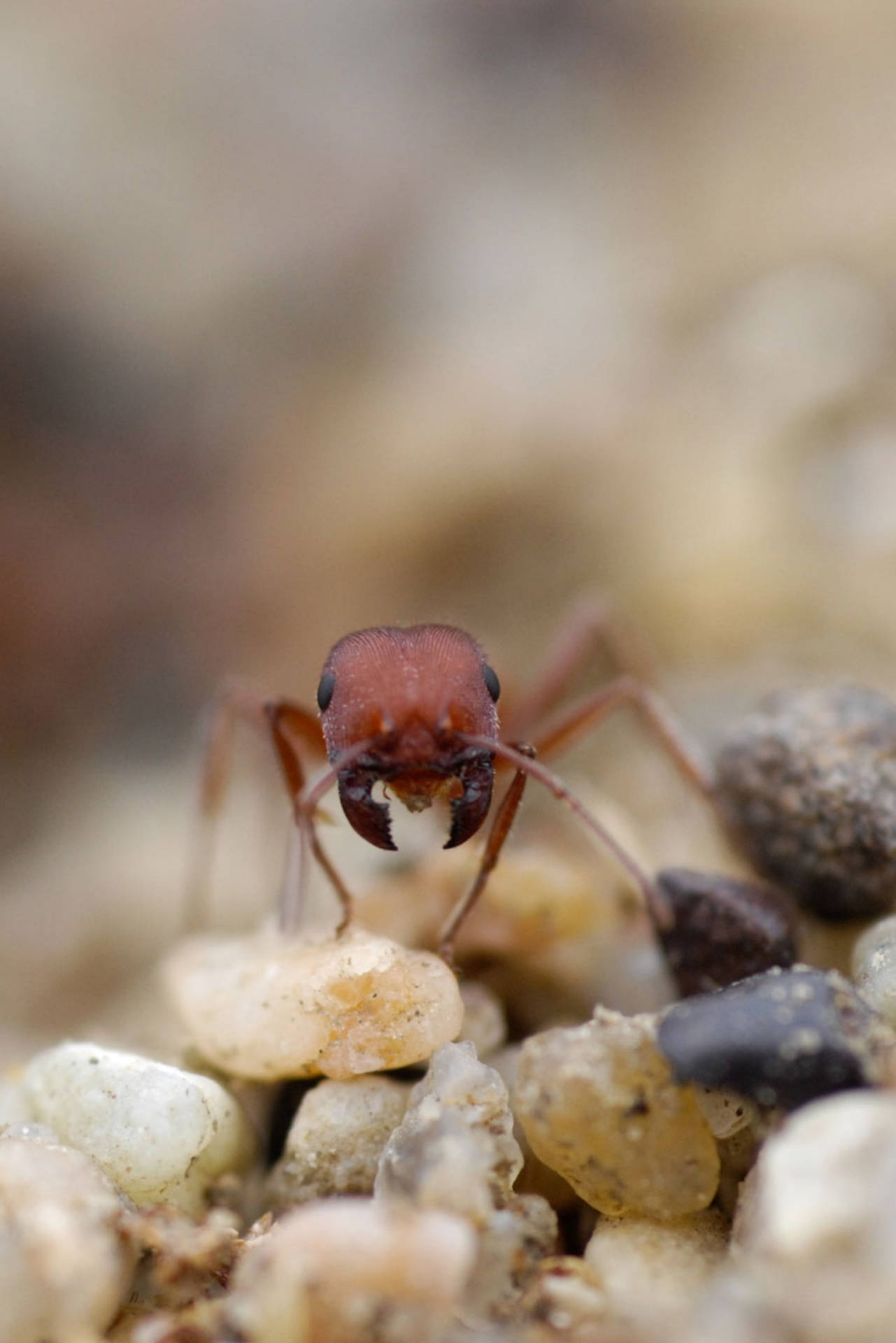 Stones Ant Background