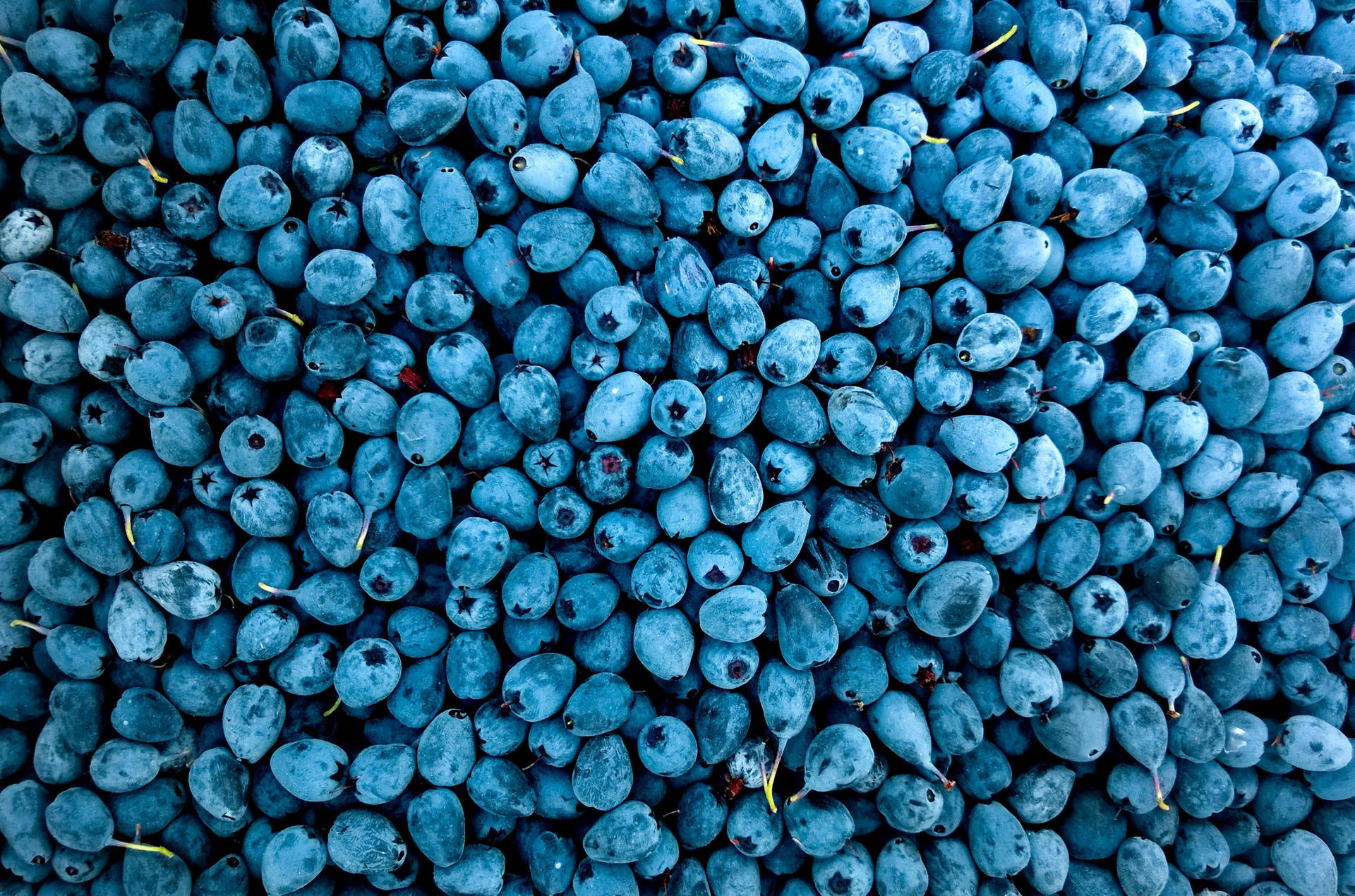 Stored Blueberries Food Photography