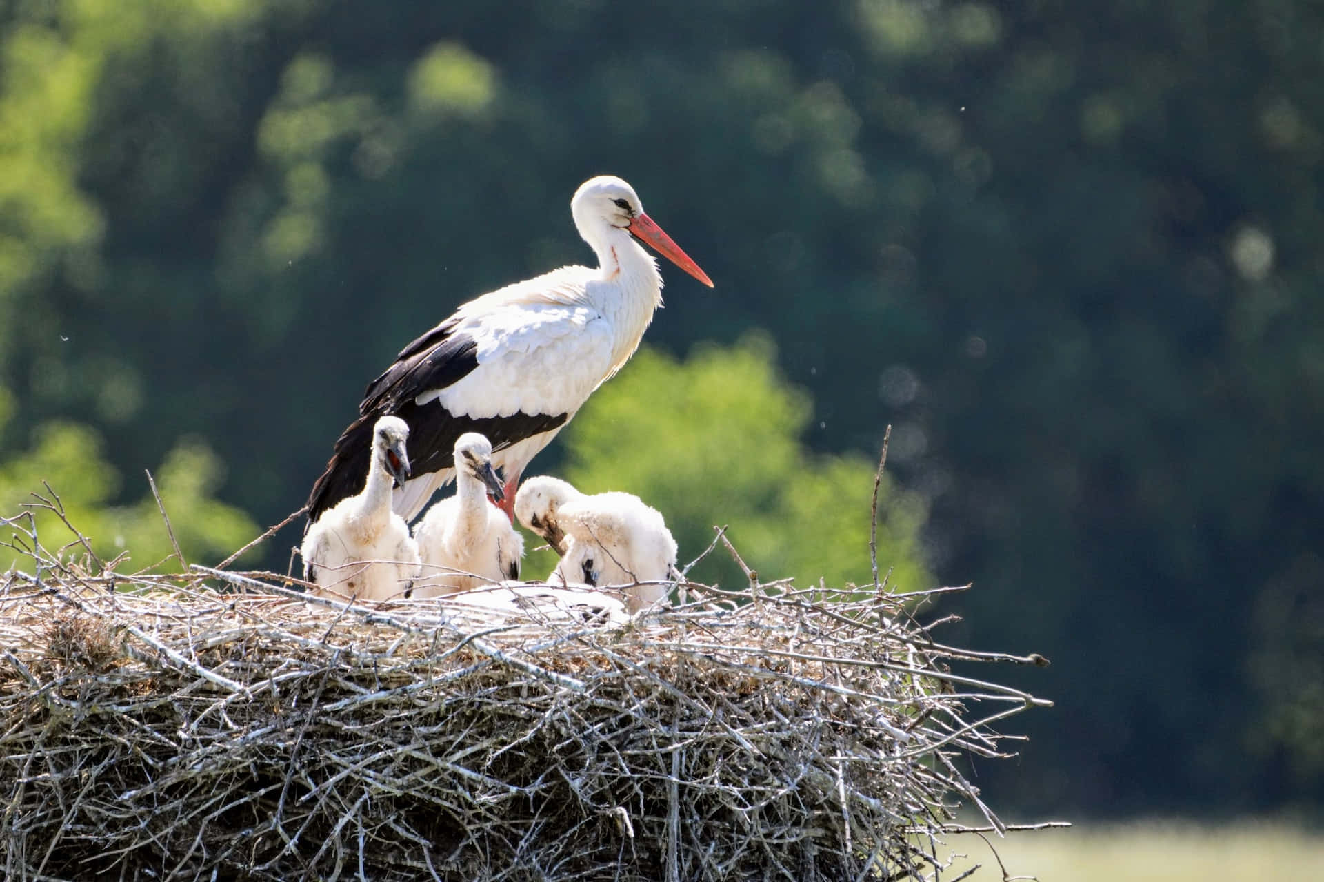 Stork Mother Bird On A Nest