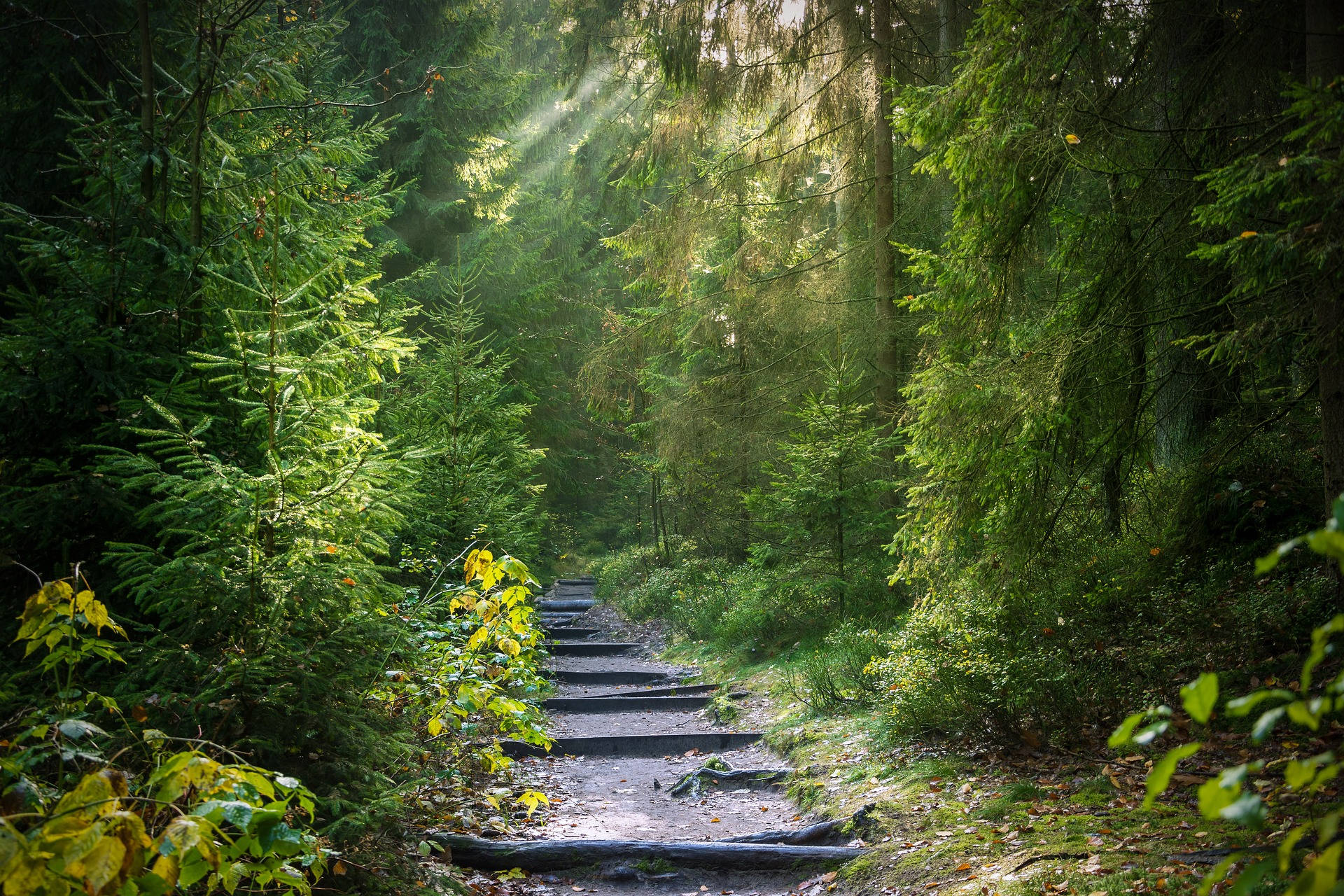 Straightforward Trail In The Woods