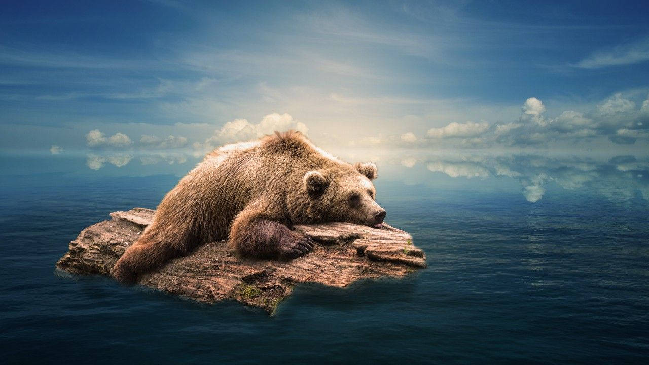 Stranded Grizzly Bear In The Ocean Background