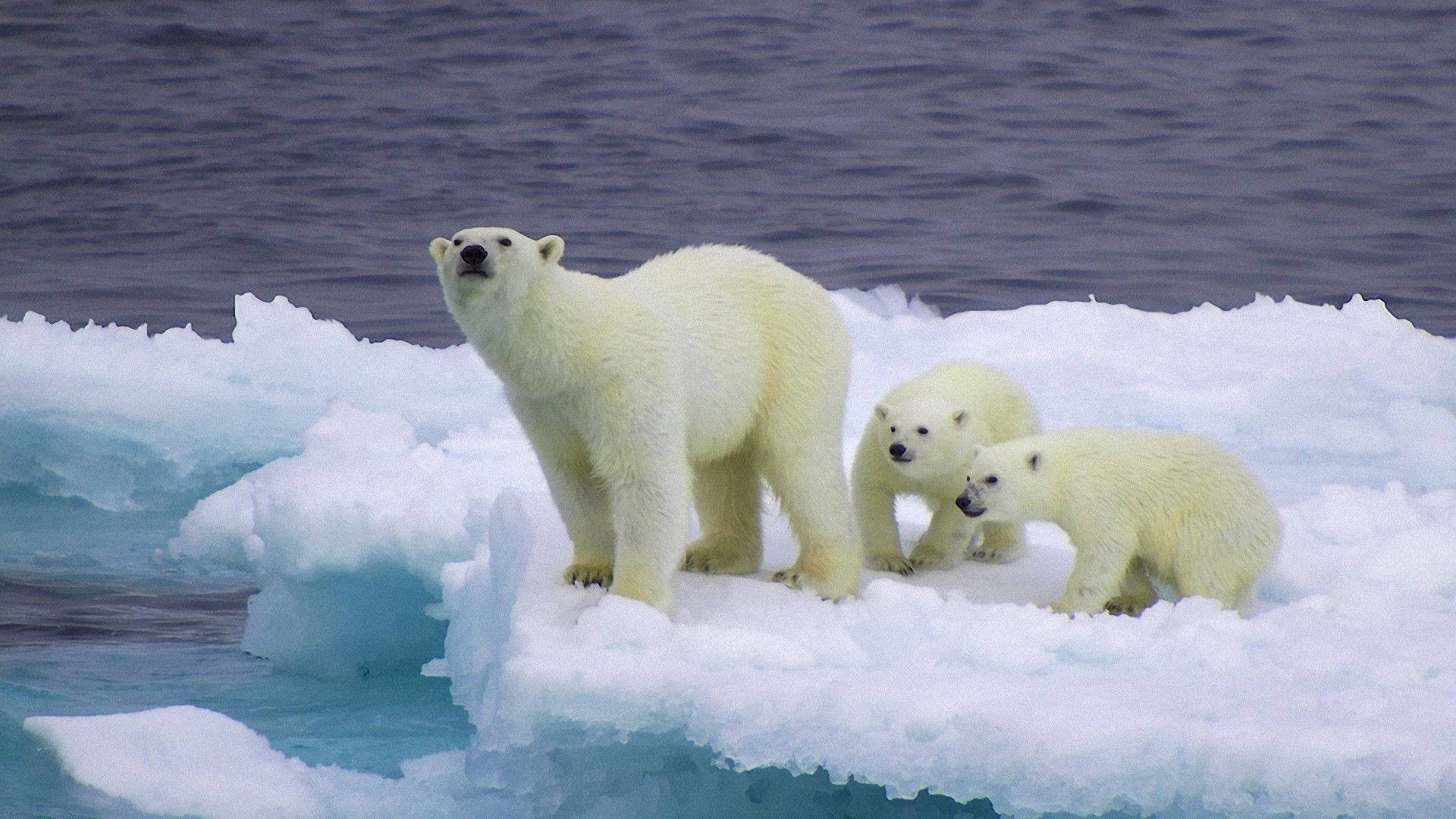 Stranded Polar Bears Background
