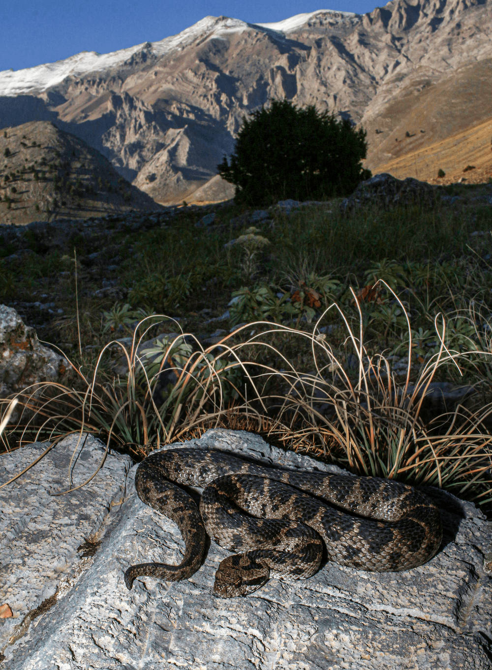 Strange Mountain Viper Eastern Background