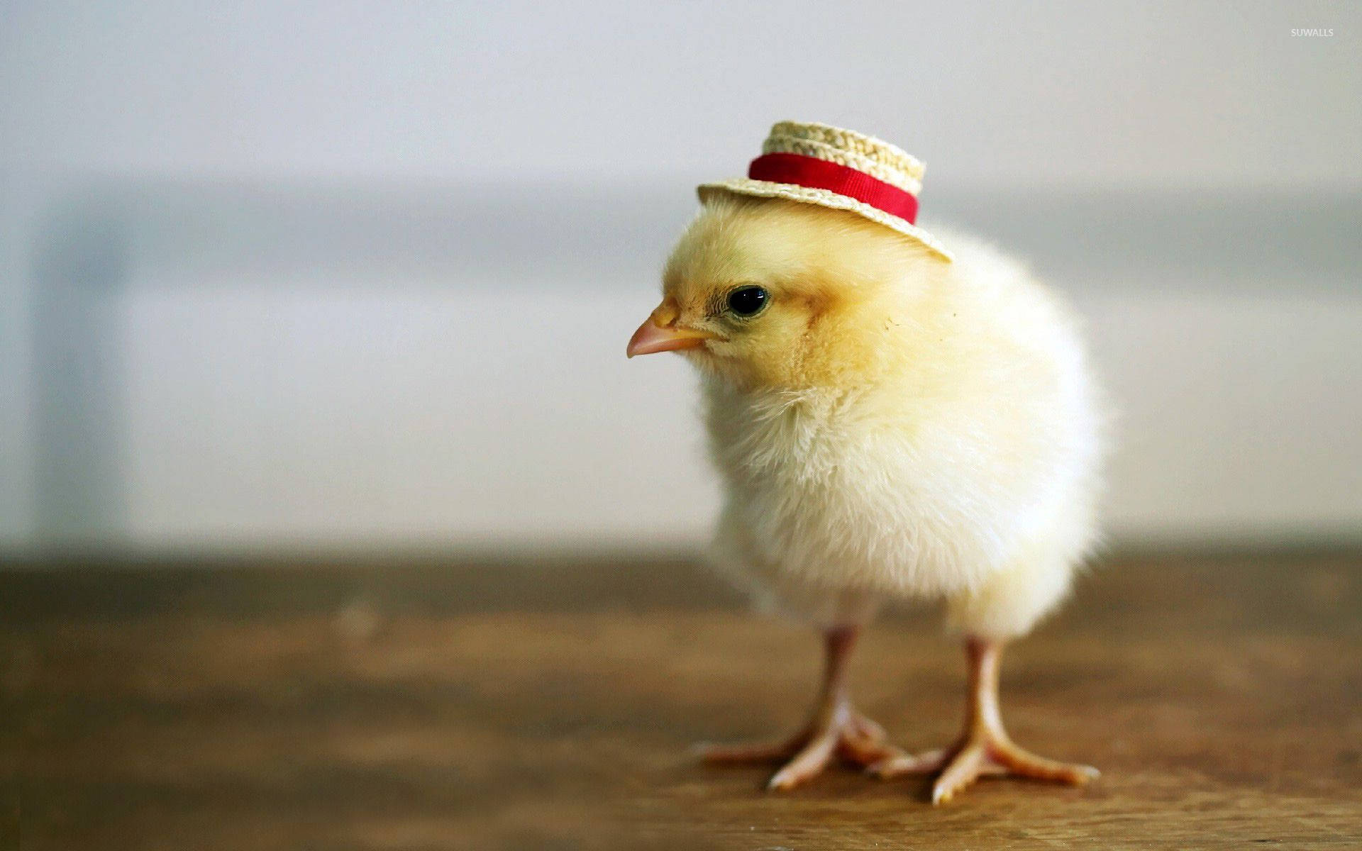 Straw Hat Chick