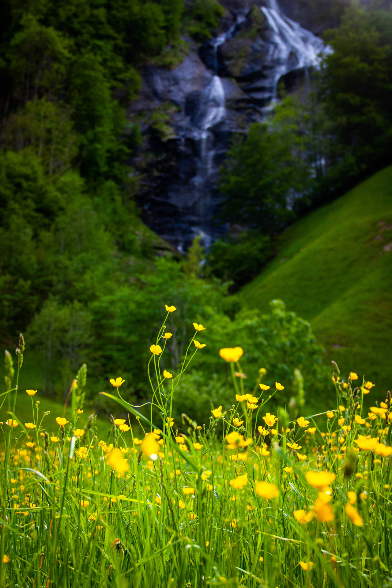Stream By The Meadow Background