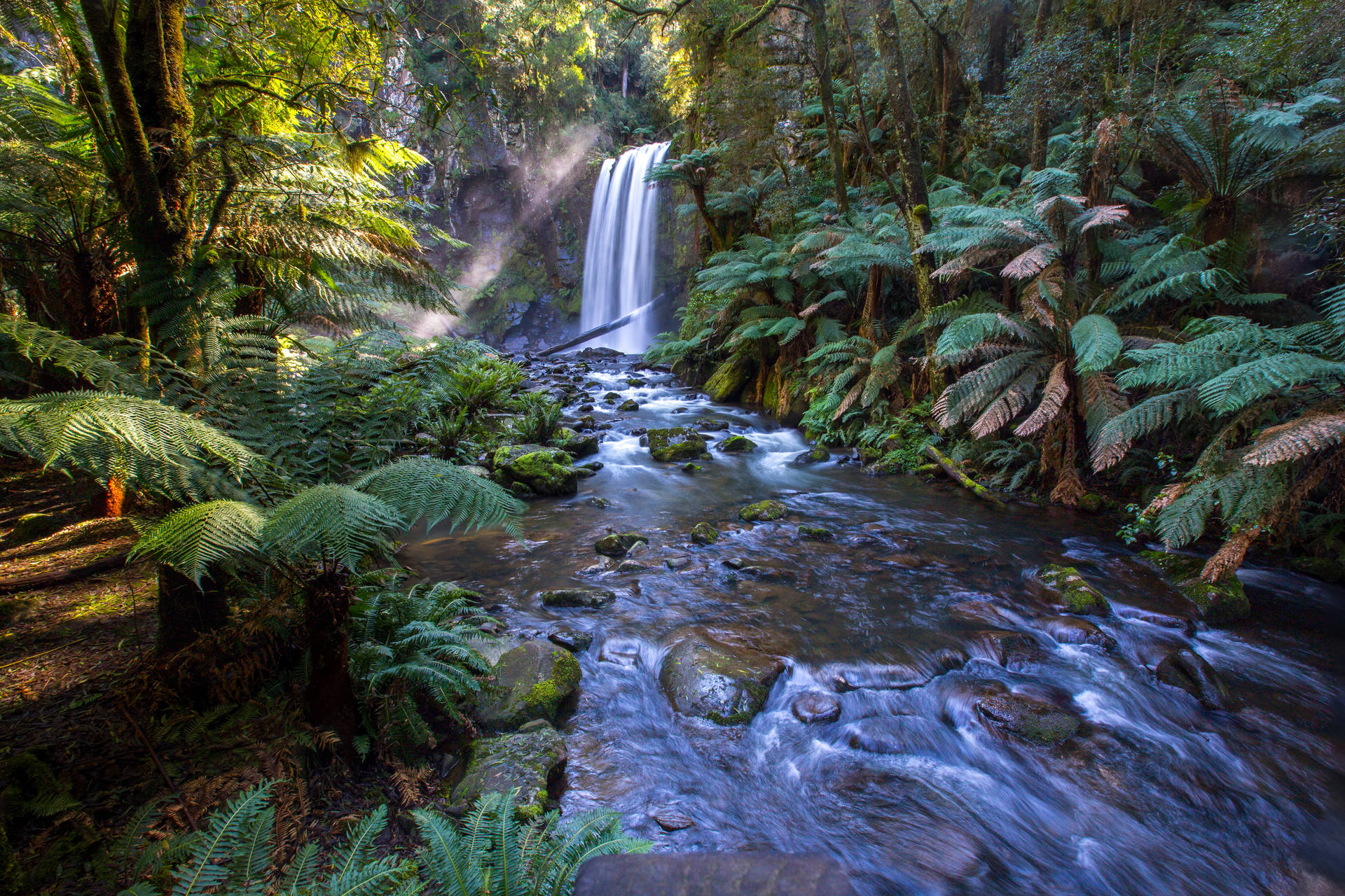 Stream In The Rainforest Background