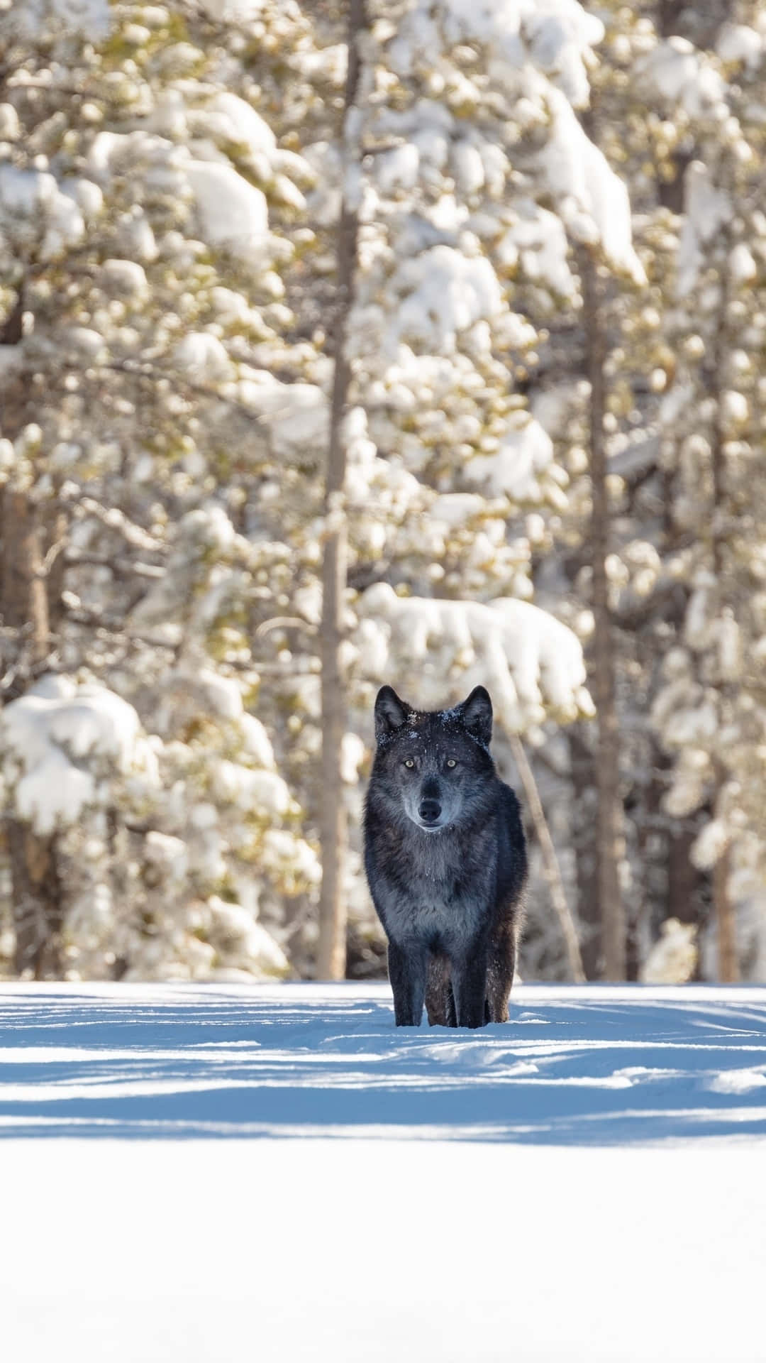 Stream Your Favorite Music Anytime, Anywhere With Wolf Phone. Background