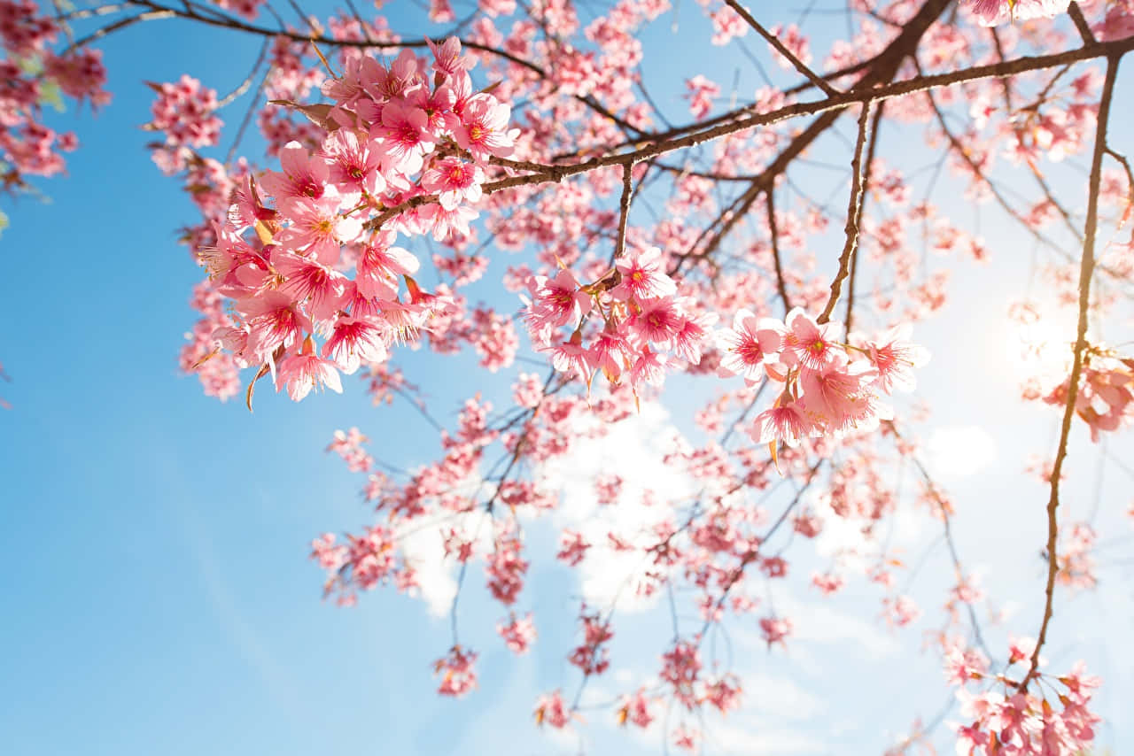 Streamline Your Workflow With Sakura Pc Background