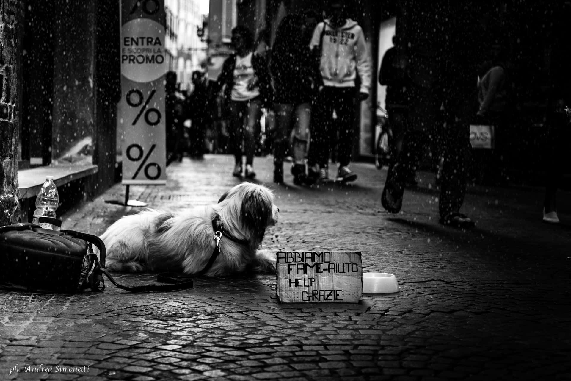 Street Dog On A Local Walkway Background