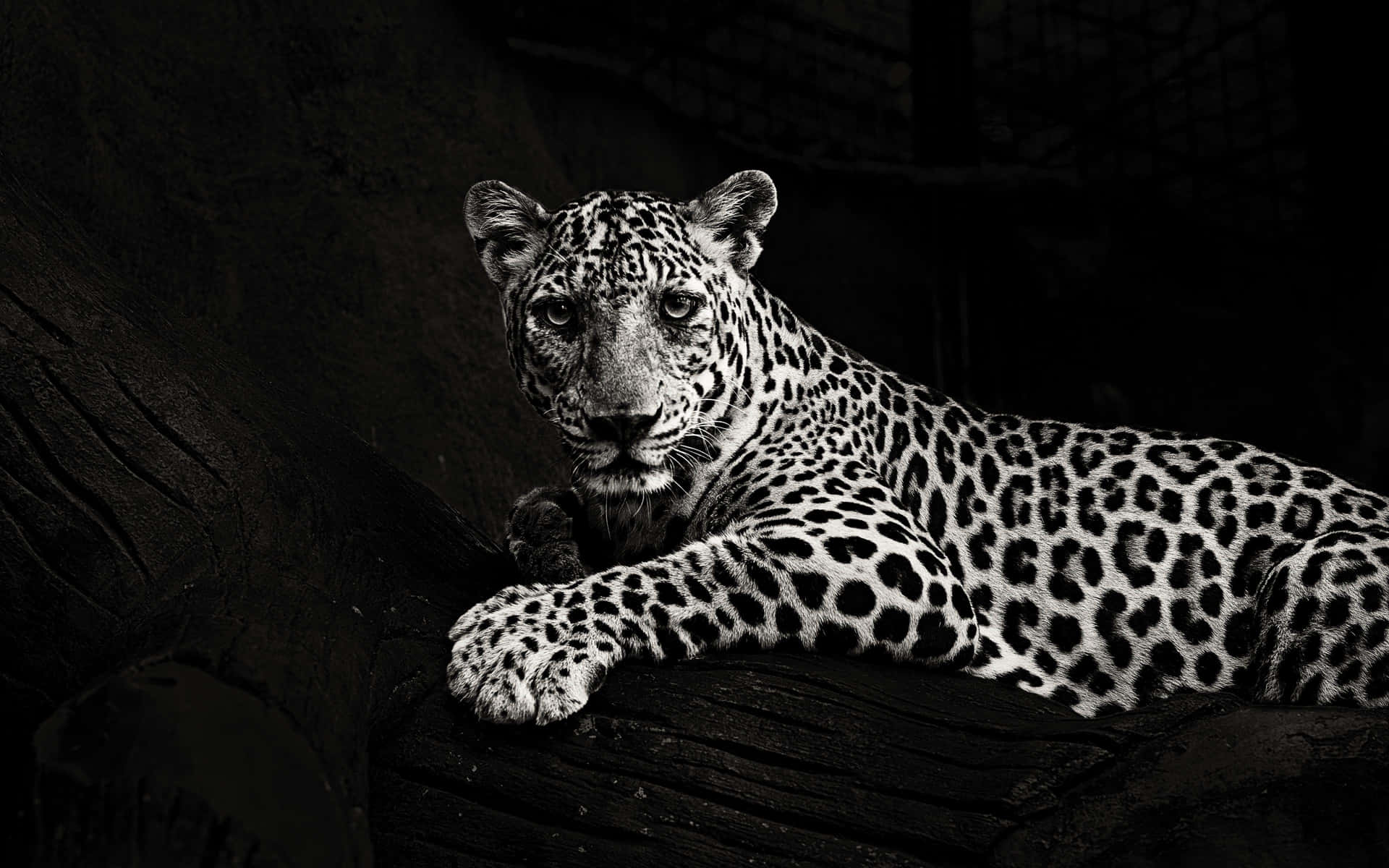 Strength And Beauty Embodied In The Sleek Black Jaguar. Background