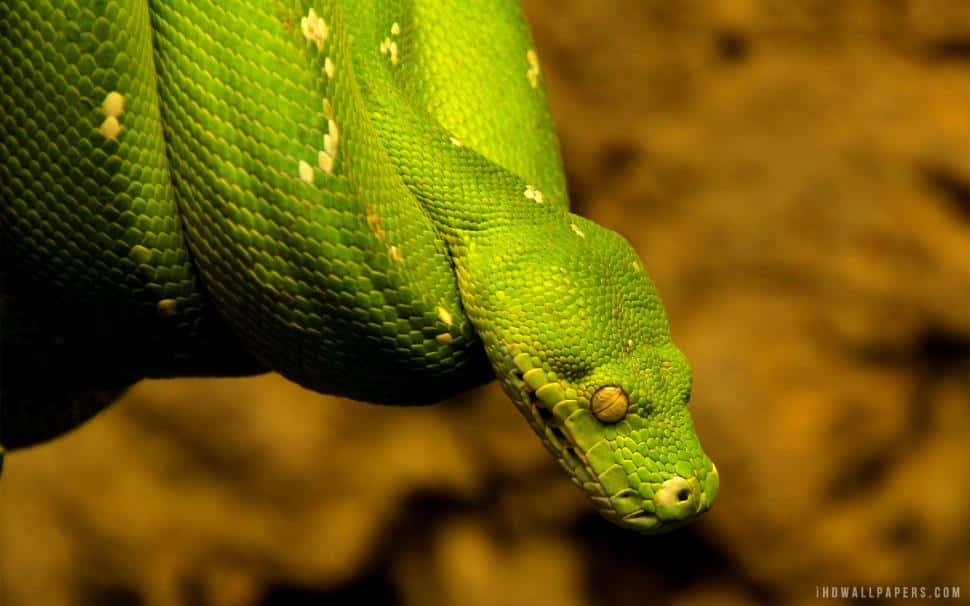 Strengthen Your Development Skills With Python. Background