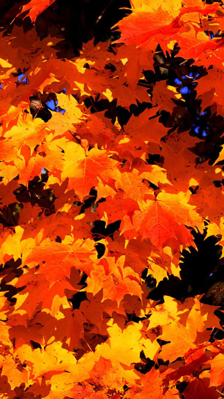 Stretching Autumn Leaves In Harmony Background