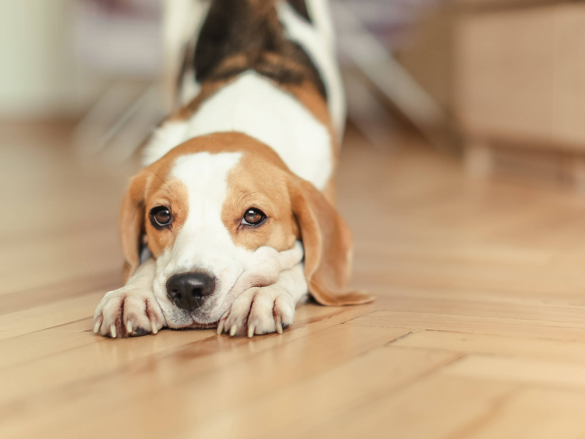 Stretching Beagle Puppy Background