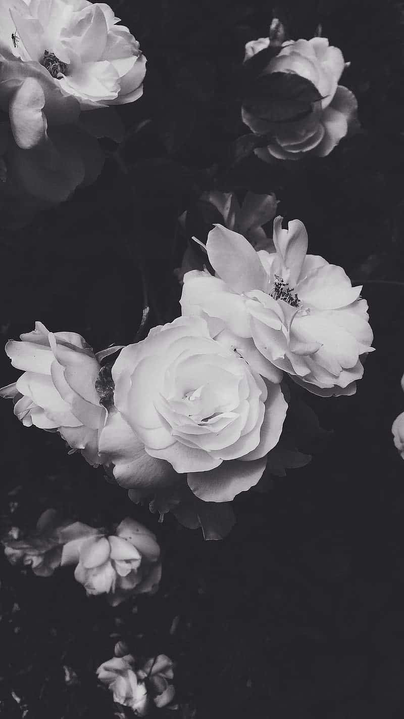 Striking And Bold, This Black And White Flower Iphone Wallpaper Lends A Modern Twist To Any Device.