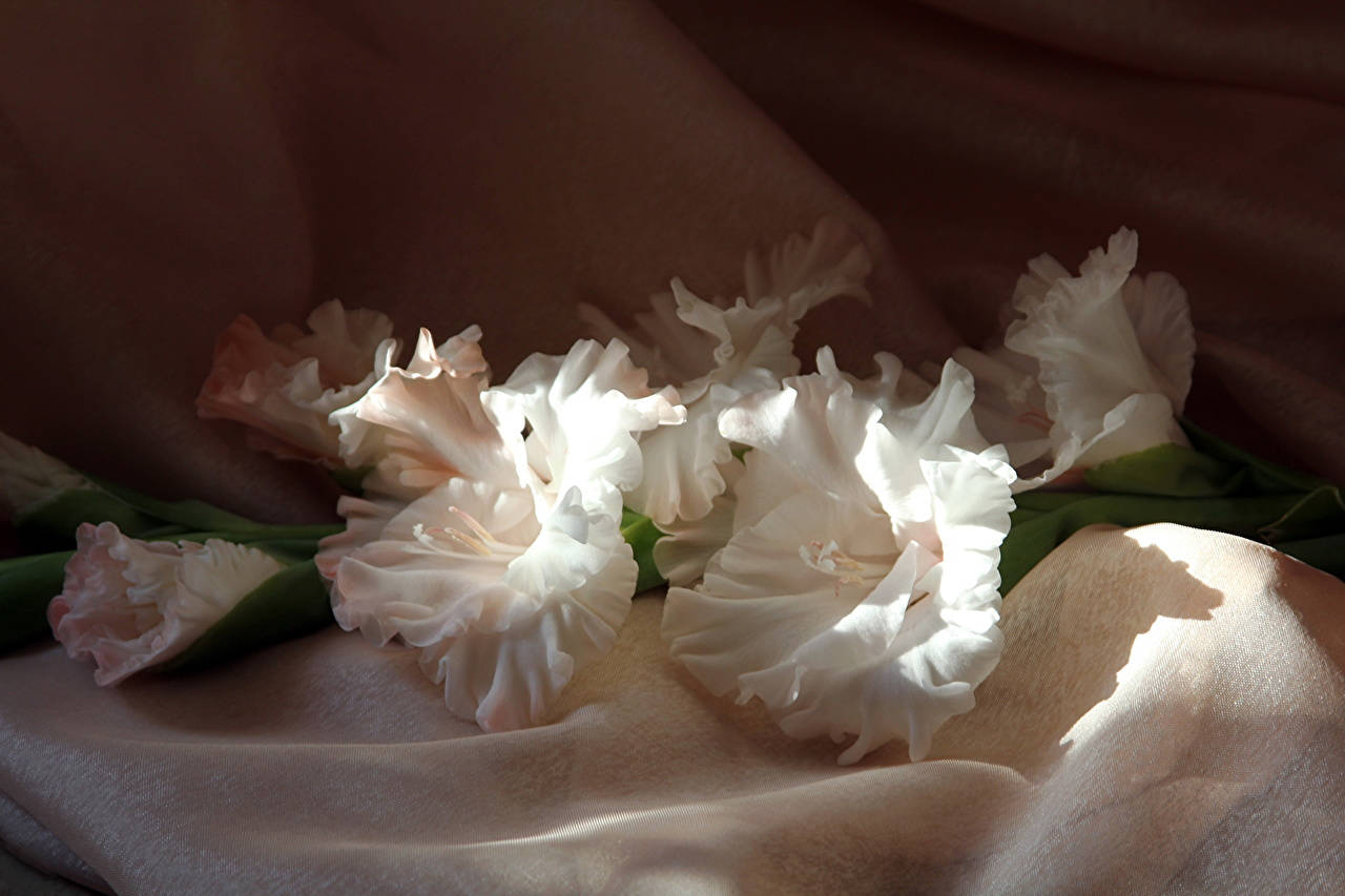 Striking Beauty Of White Gladiolus Flowers