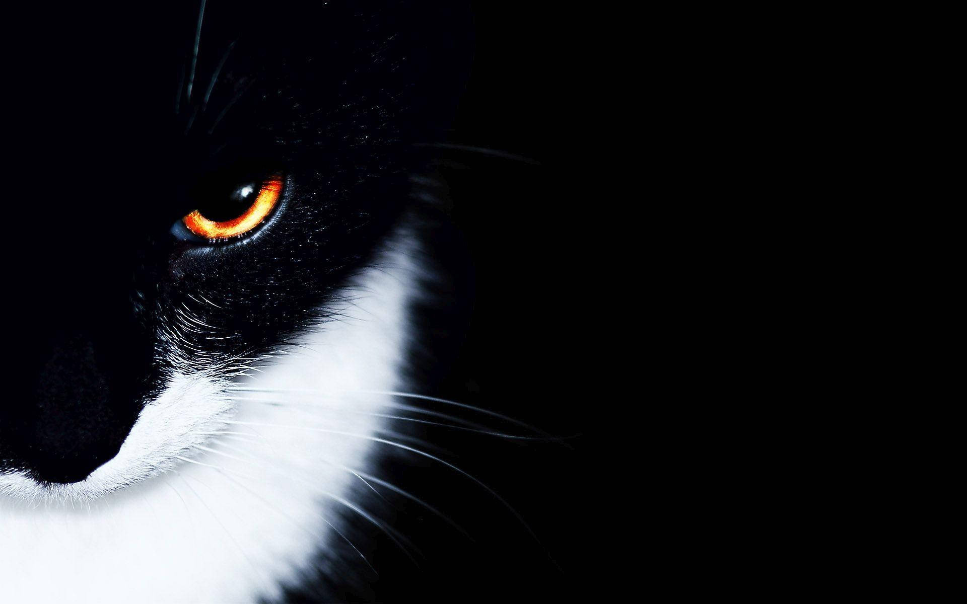 Striking Black And White Cat With Captivating Orange Eyes Background