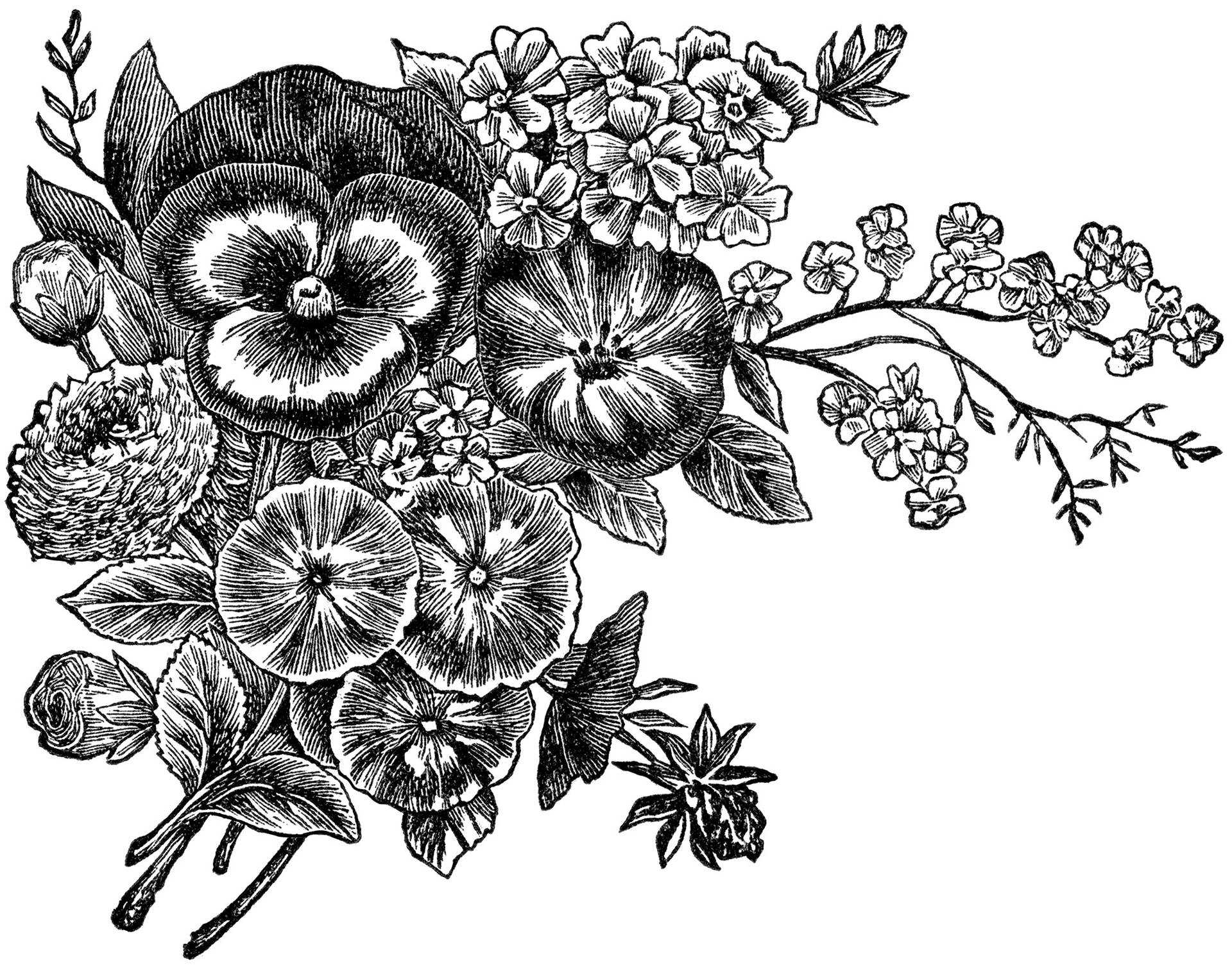 Striking Black And White Flower Illustration Background