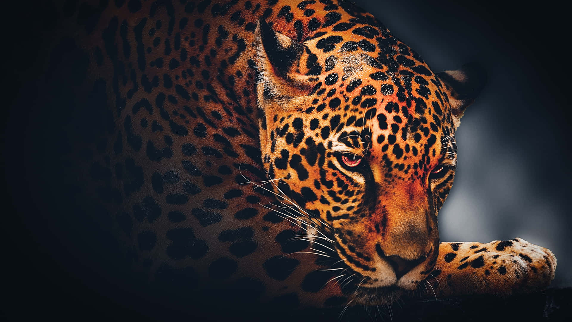 Striking Black Jaguar On The Prowl Background