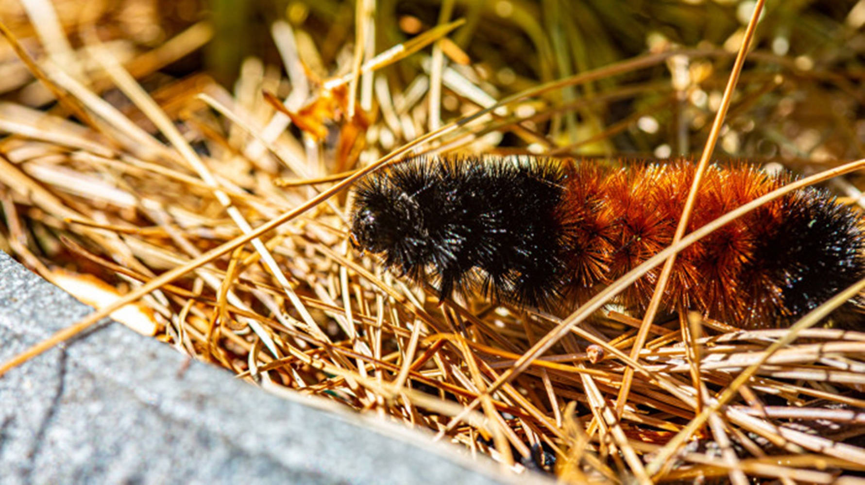 Striking Caterpillar Close-up Amidst Haystack