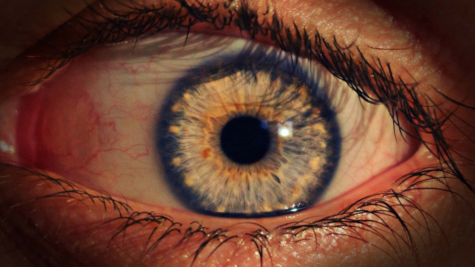 Striking Closeup Of A Human Eye With Blue Ring Background