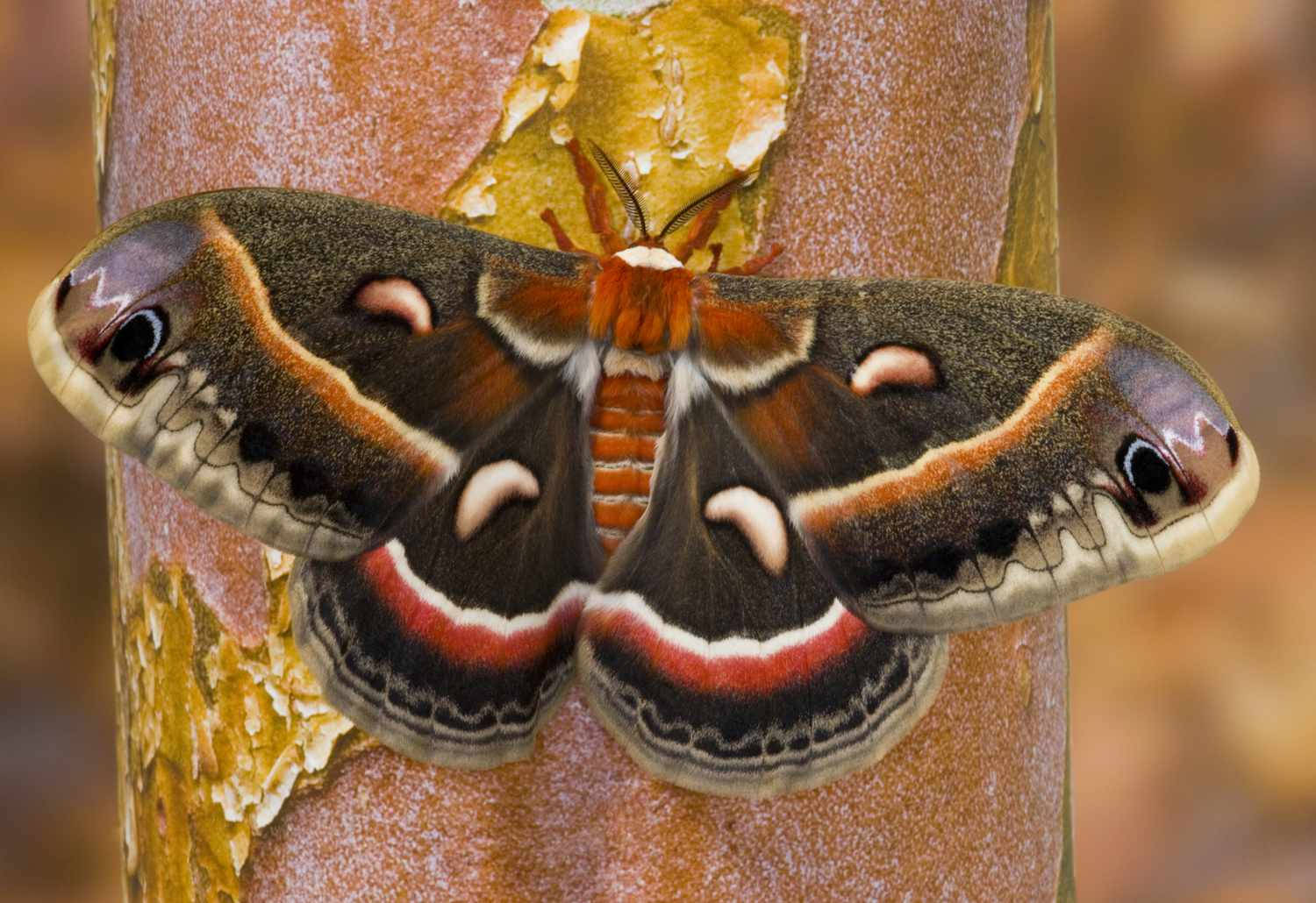 Striking Giant Cecropia Silkmoth Insect Background