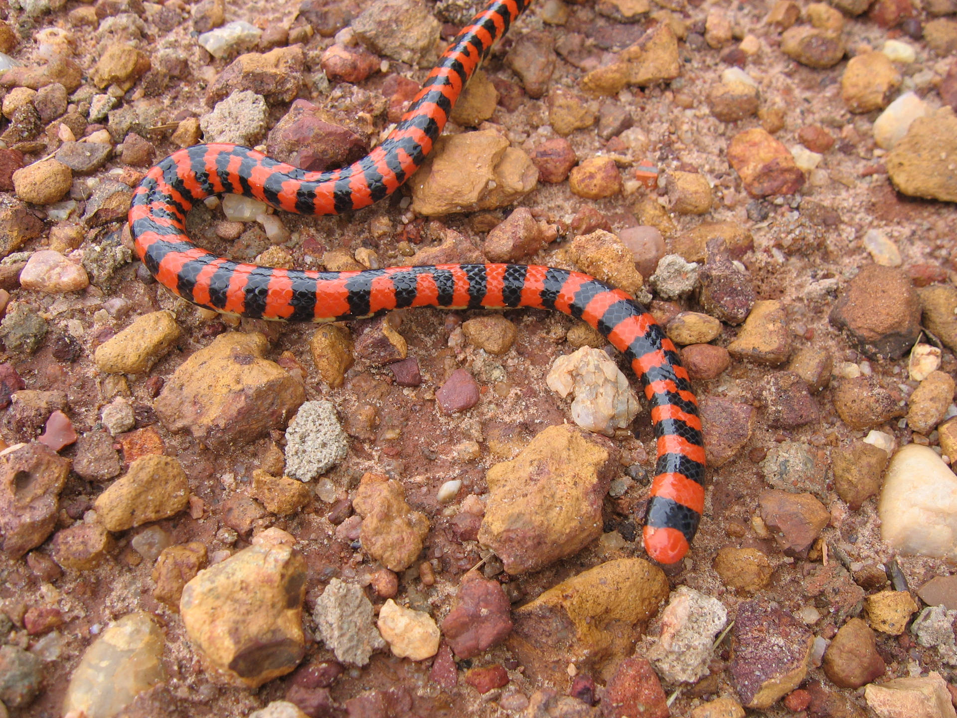 Striking Image Of A False Coral Snake On Roughened Terrain Background