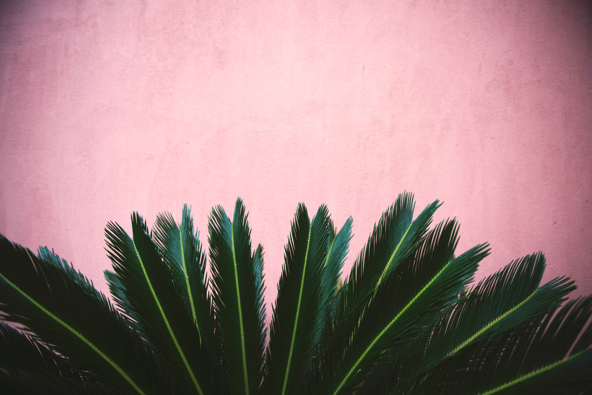 Striking Plant Leaves Against A Kawaii Pink Wall Background