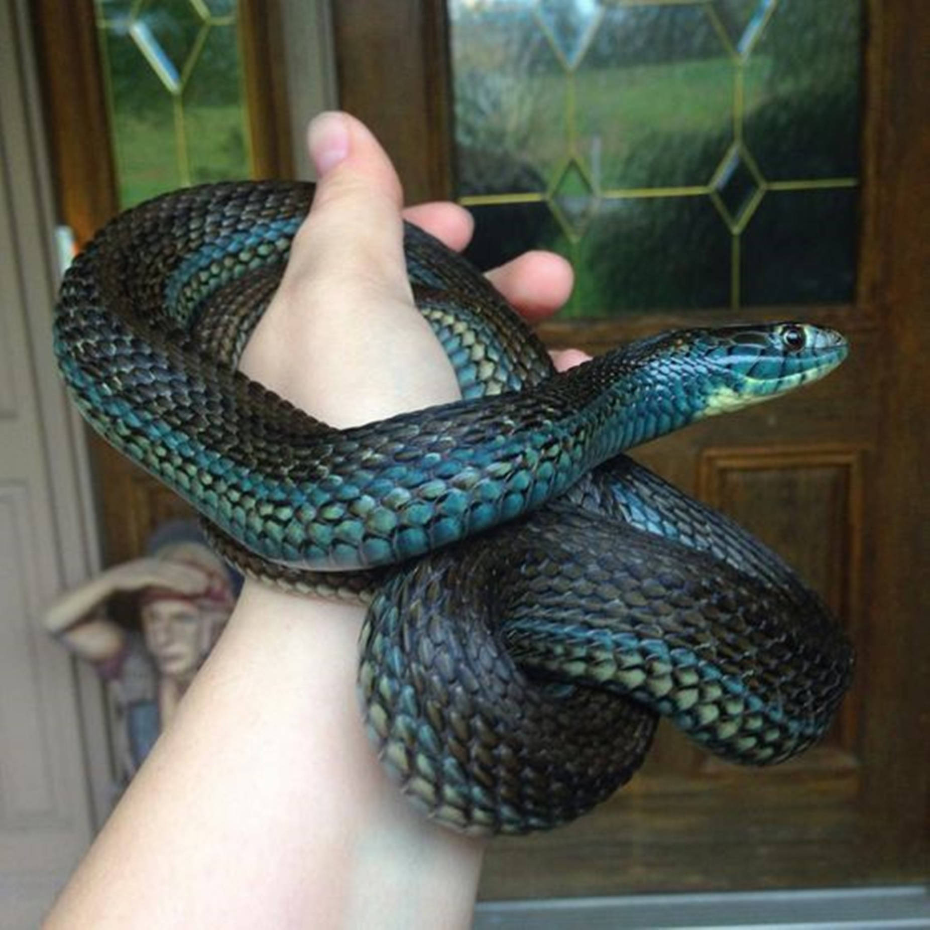 Striking Portrait Of A Lake Chapala Mexican Garter Snake Background