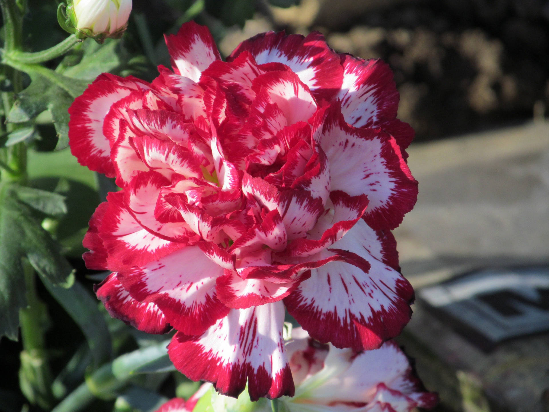 Striking Red And White Carnation Flower