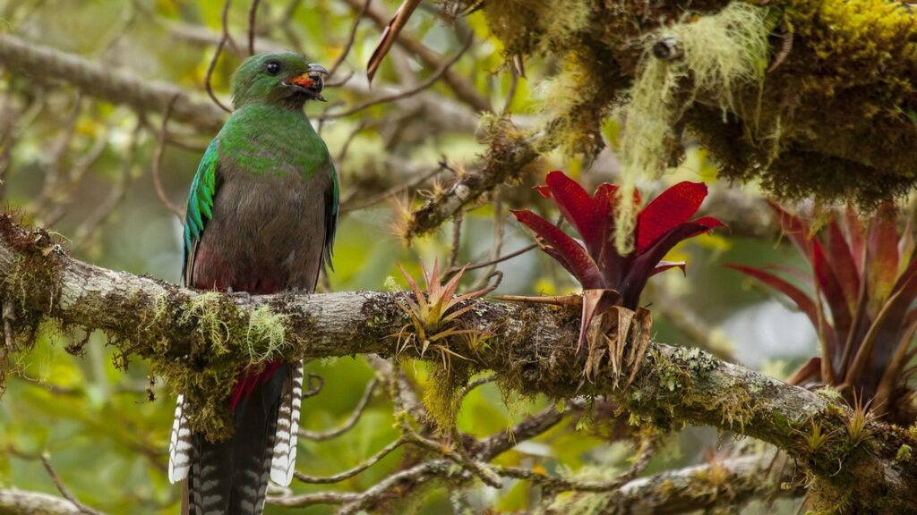 Striking Resplendent Quetzal In Hd