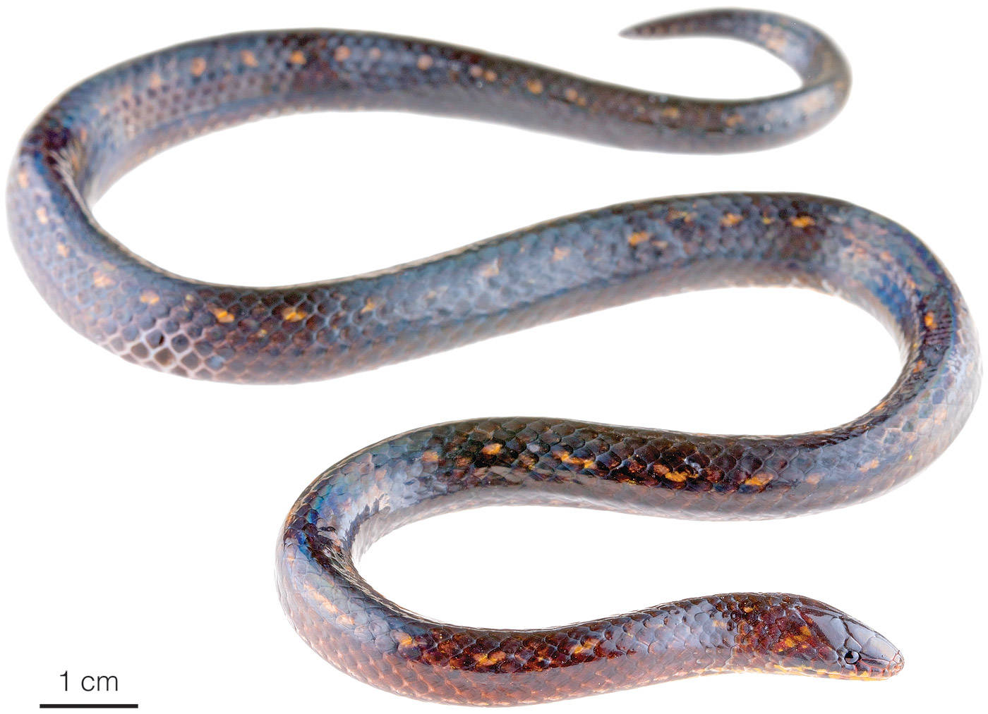 Striking Serenity: Close-up Of A Mud Snake Background