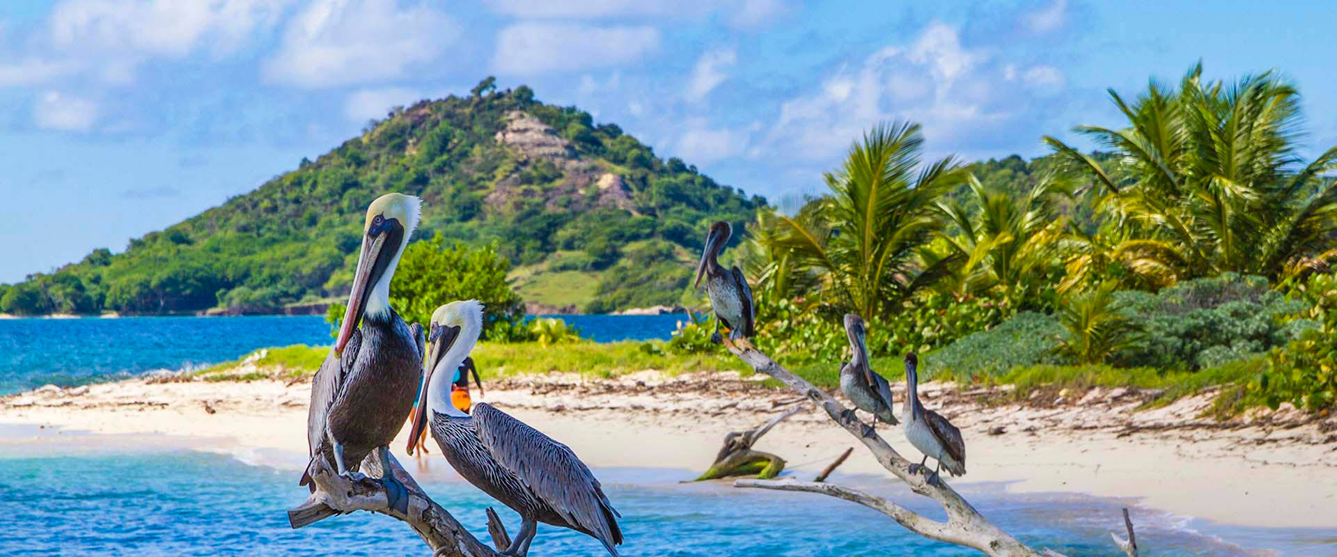 Striking Shot Of A Pelican In Flight, Grenada, North America