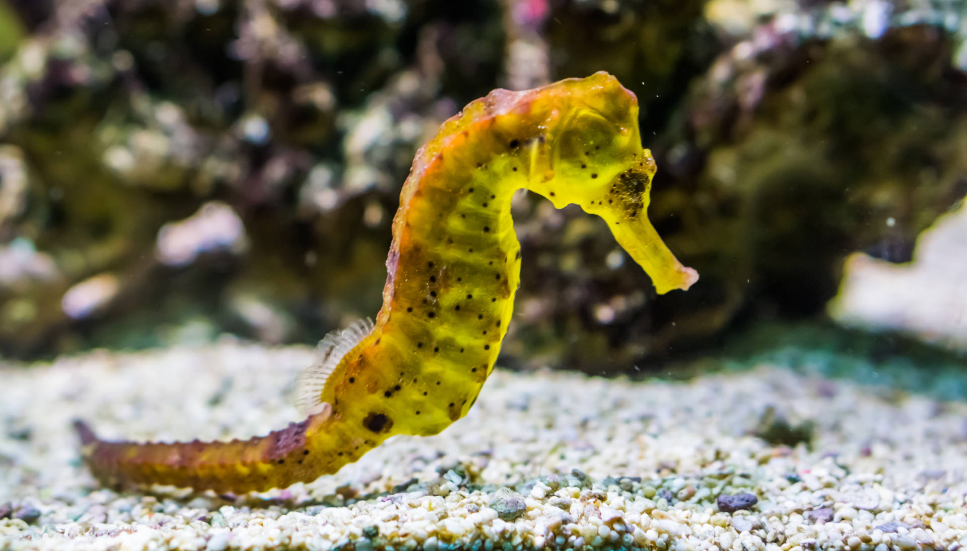 Striking Yellow Seahorse In Detail