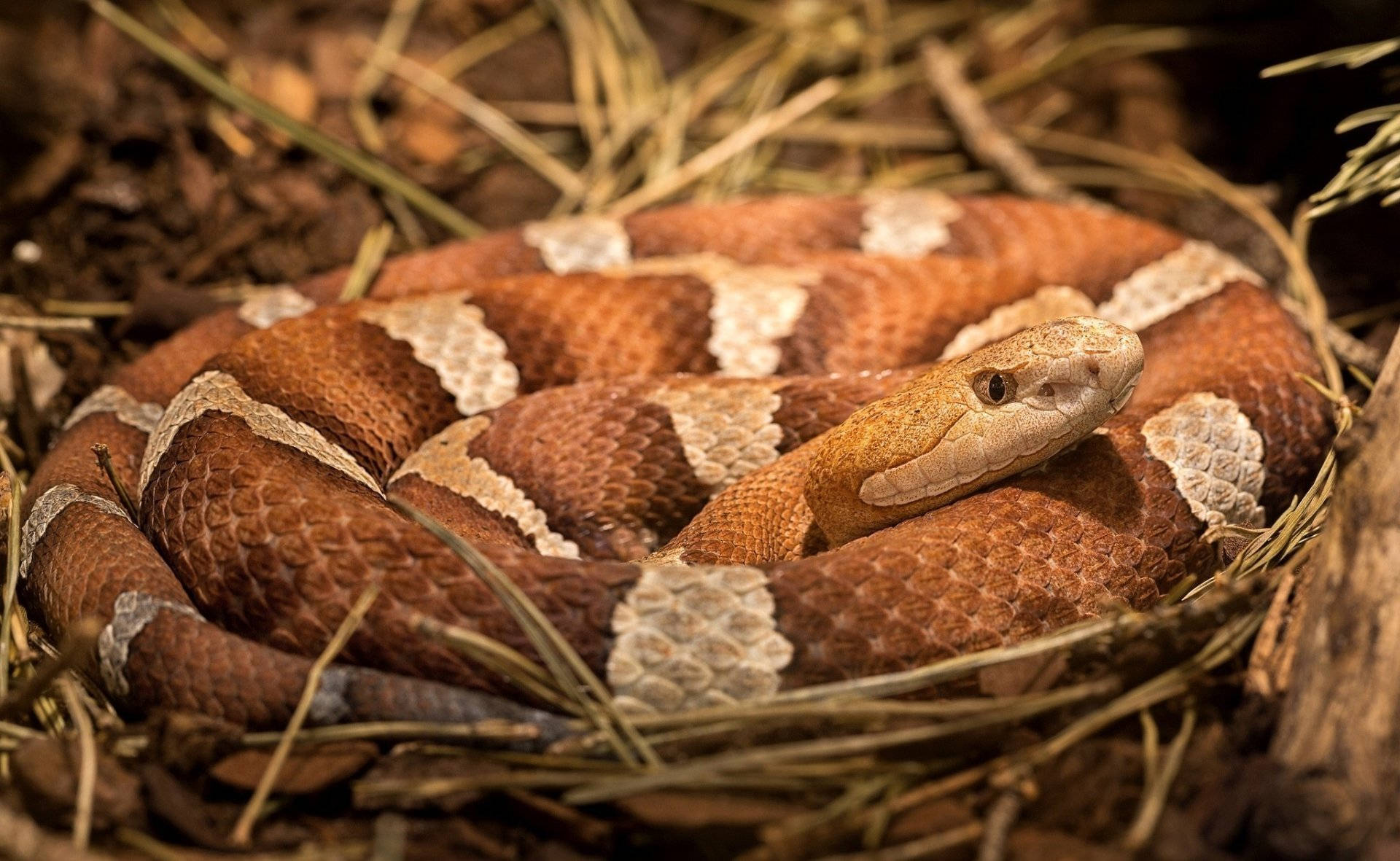 Strikingly Poised Copperhead Snake