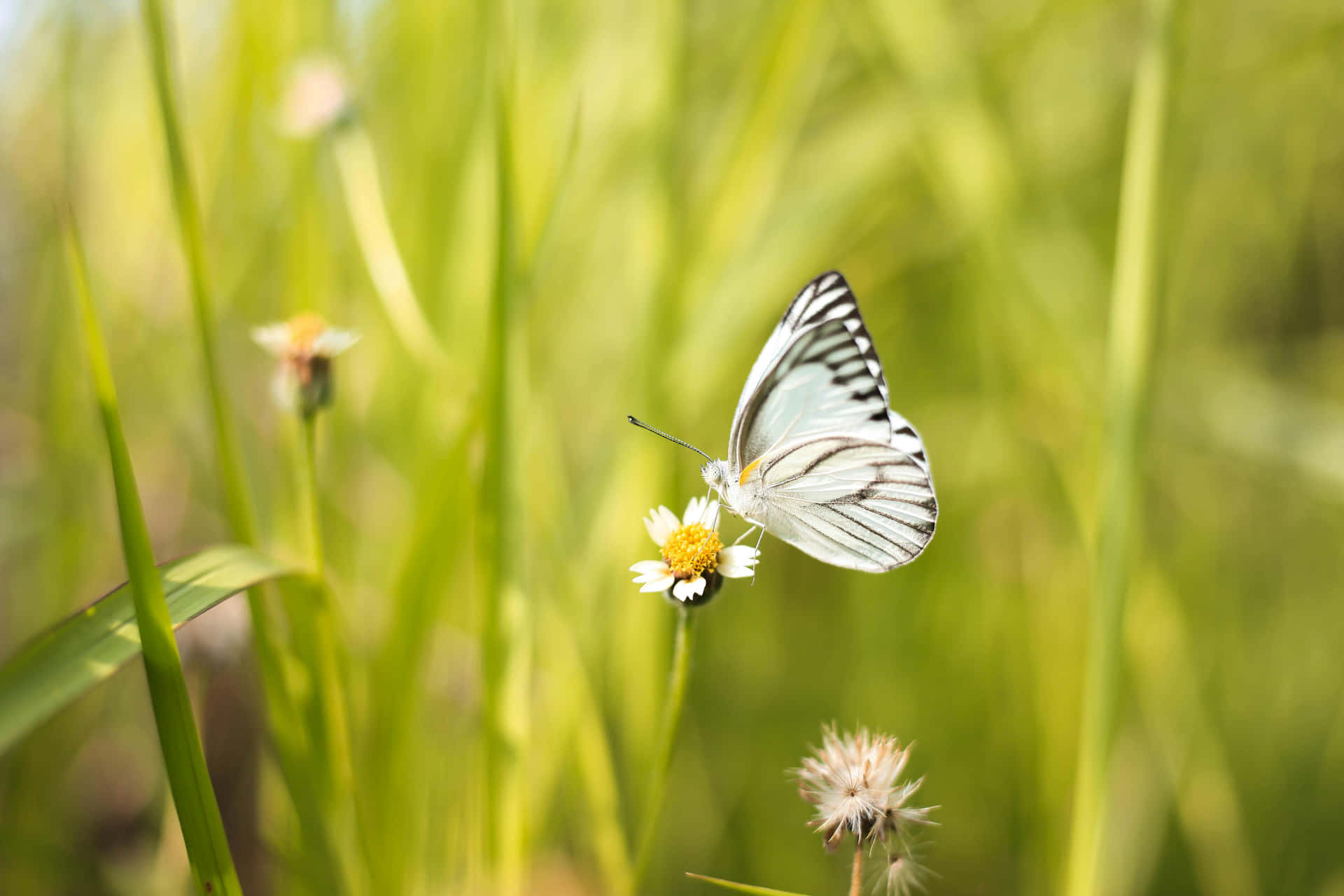 Striped Butterflyon Flower.jpg Background