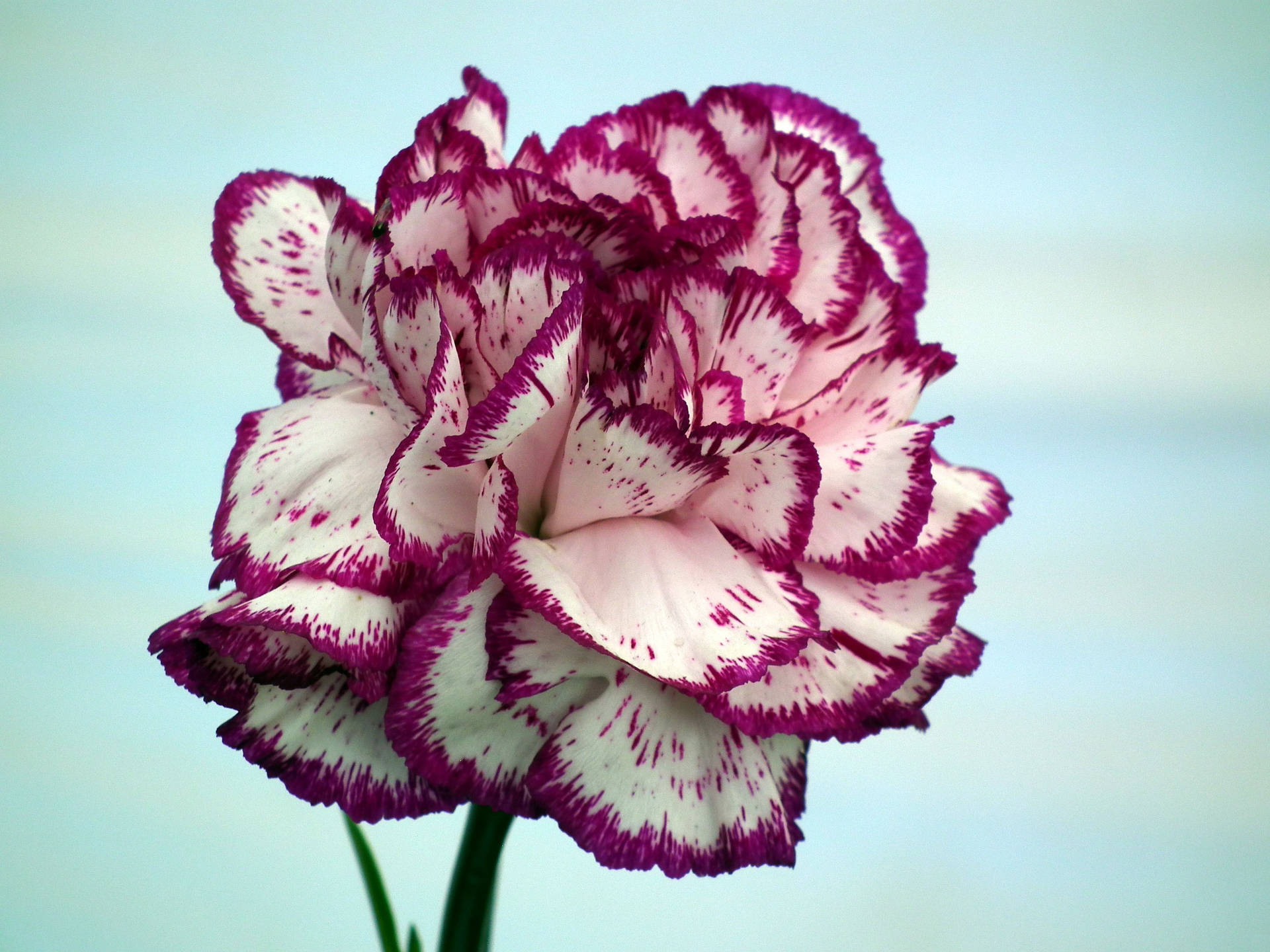 Striped Carnation Flower Background