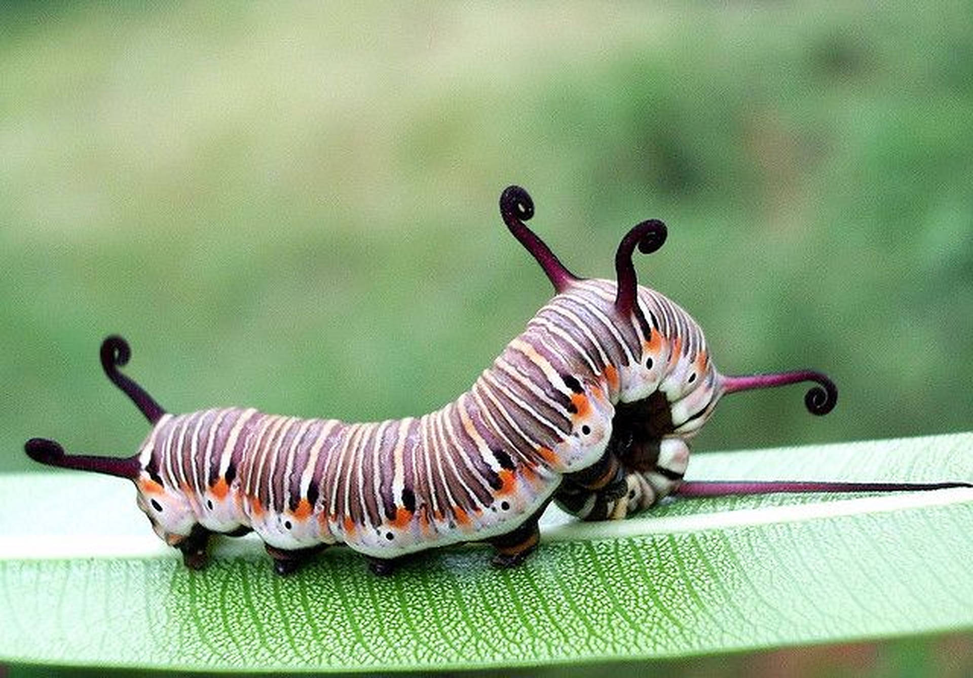 Striped Caterpillar Insect Background