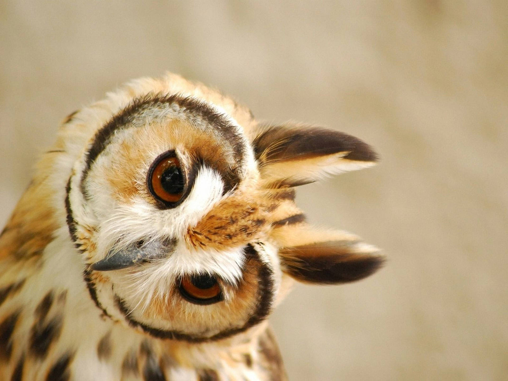 Striped Cute Owl Background