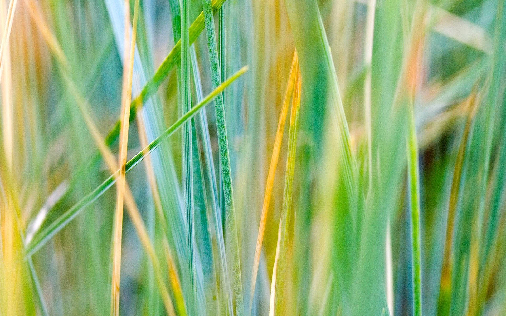Striped Dry Green Grass Background