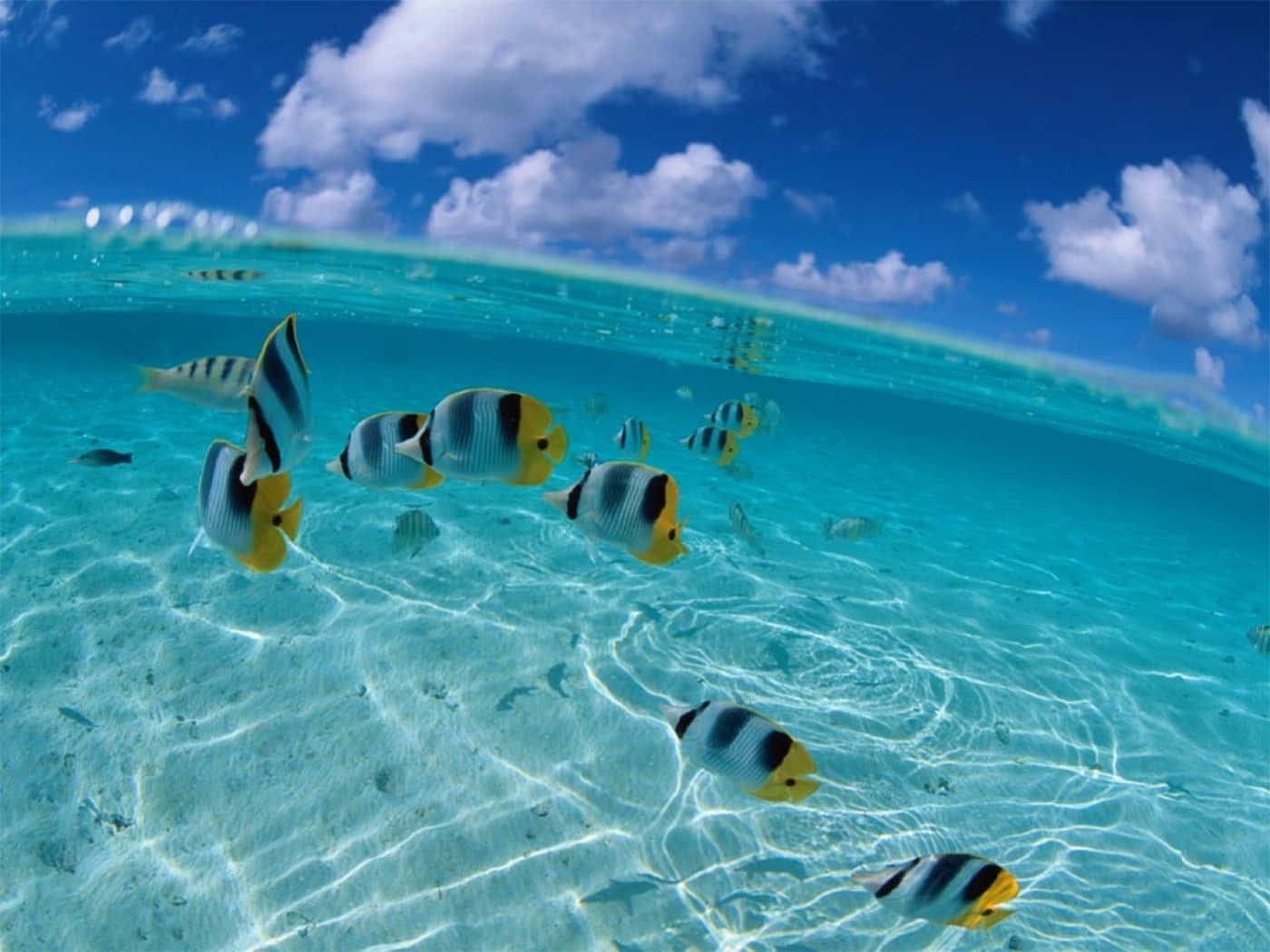 Striped Fish At Ocean Surface Desktop Background
