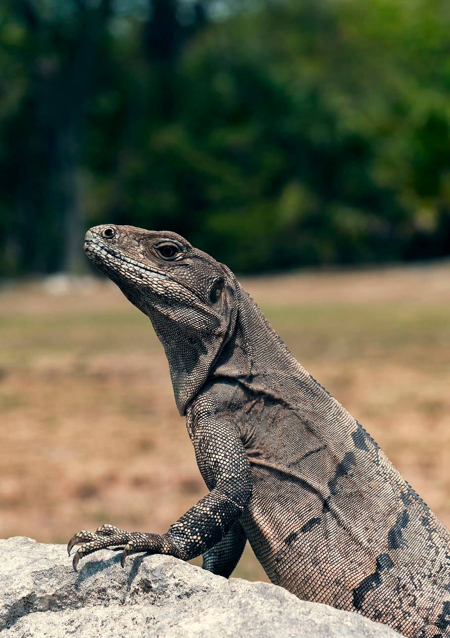 Striped Komodo Dragon Monitor Lizard Background