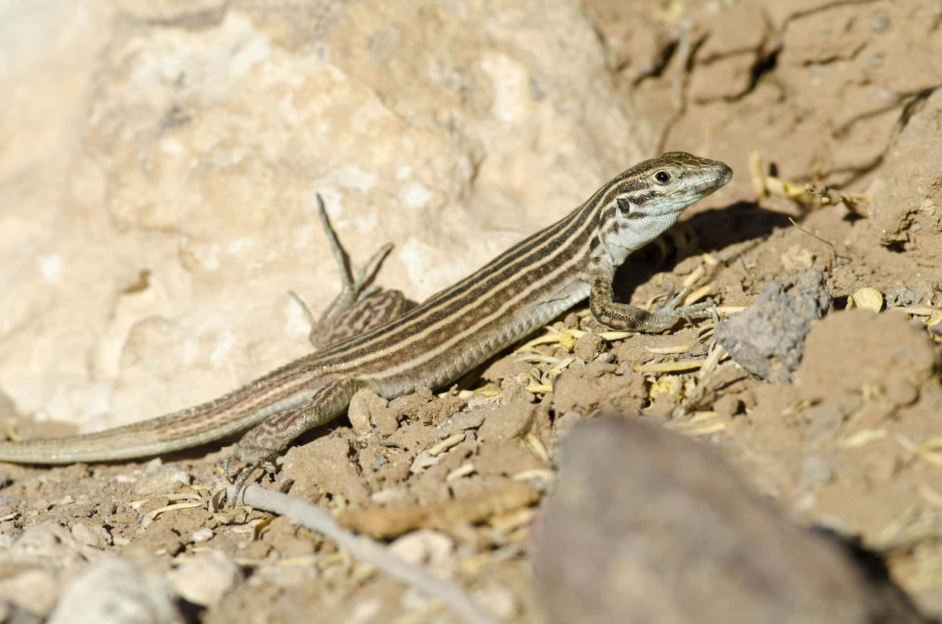 Striped Lizard Sunbathingon Rocks.jpg Background