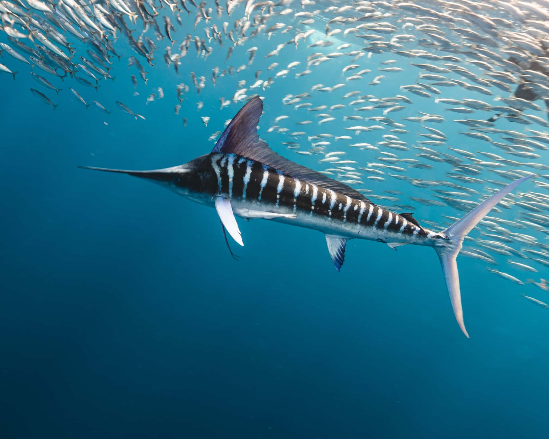 Striped Marlin Swimming With Schoolof Fish Background