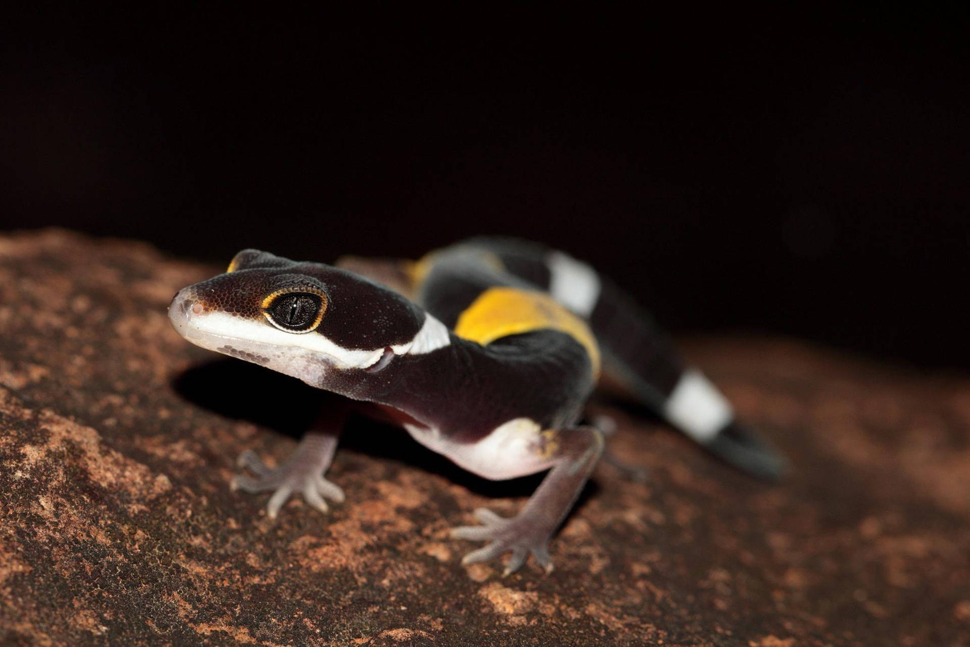 Striped Rare Leopard Gecko Background